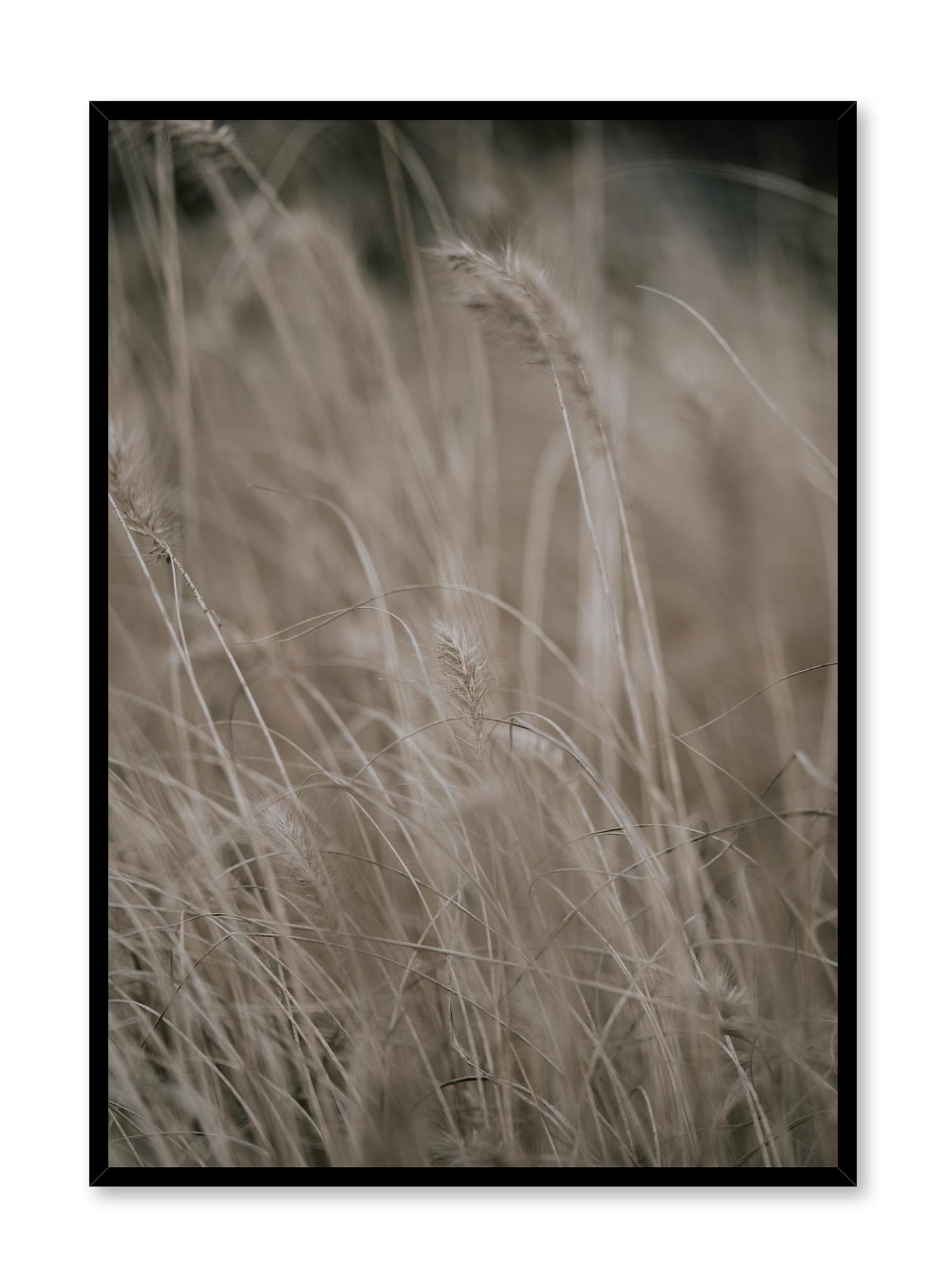 Minimalist design poster by Opposite Wall with Wild Grasses botanical photography