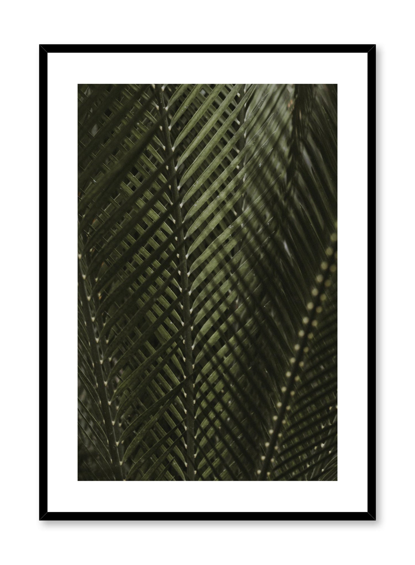 Minimalist design poster by Opposite Wall with Shadowy Ferns botanical photography