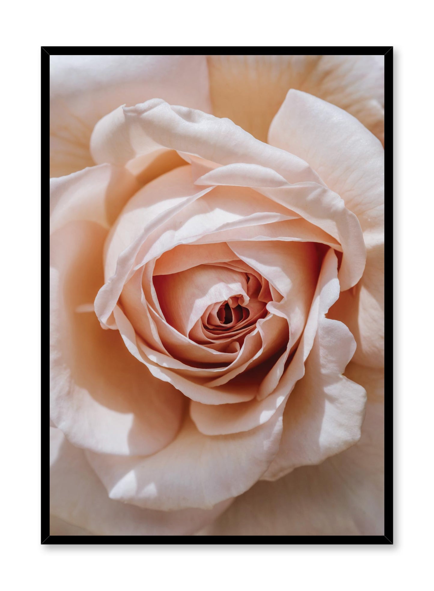Minimalist design poster by Opposite Wall with Single Pink Rose floral photography