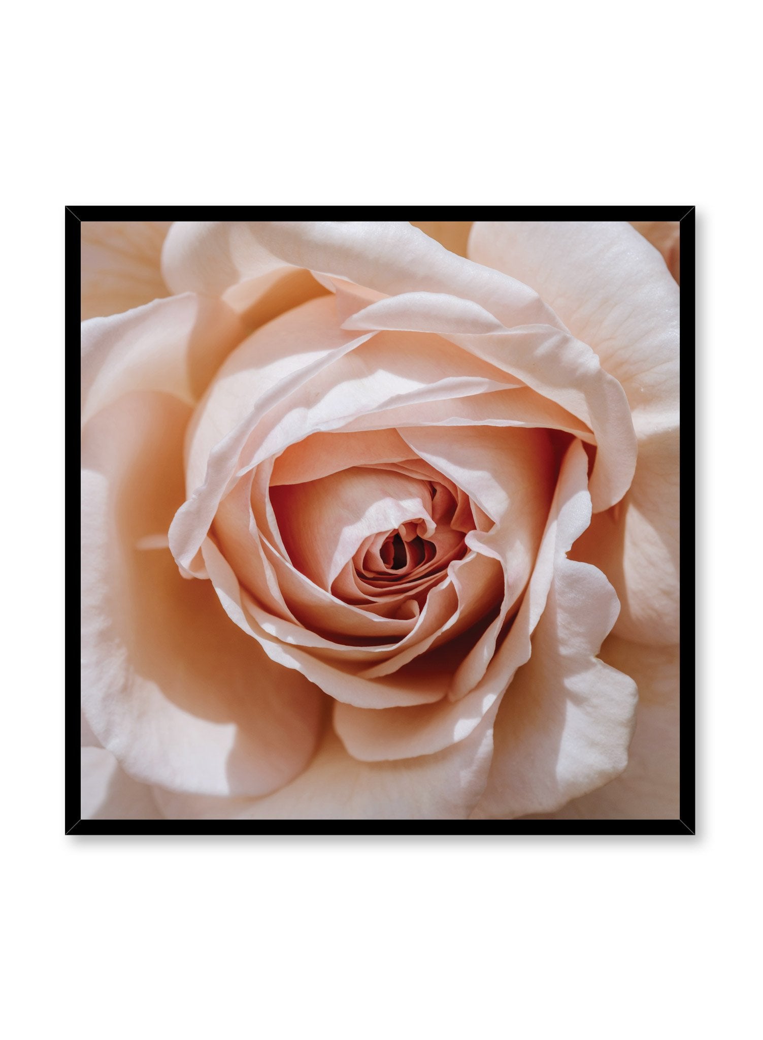 Minimalist design poster by Opposite Wall with Single Pink Rose floral photography
