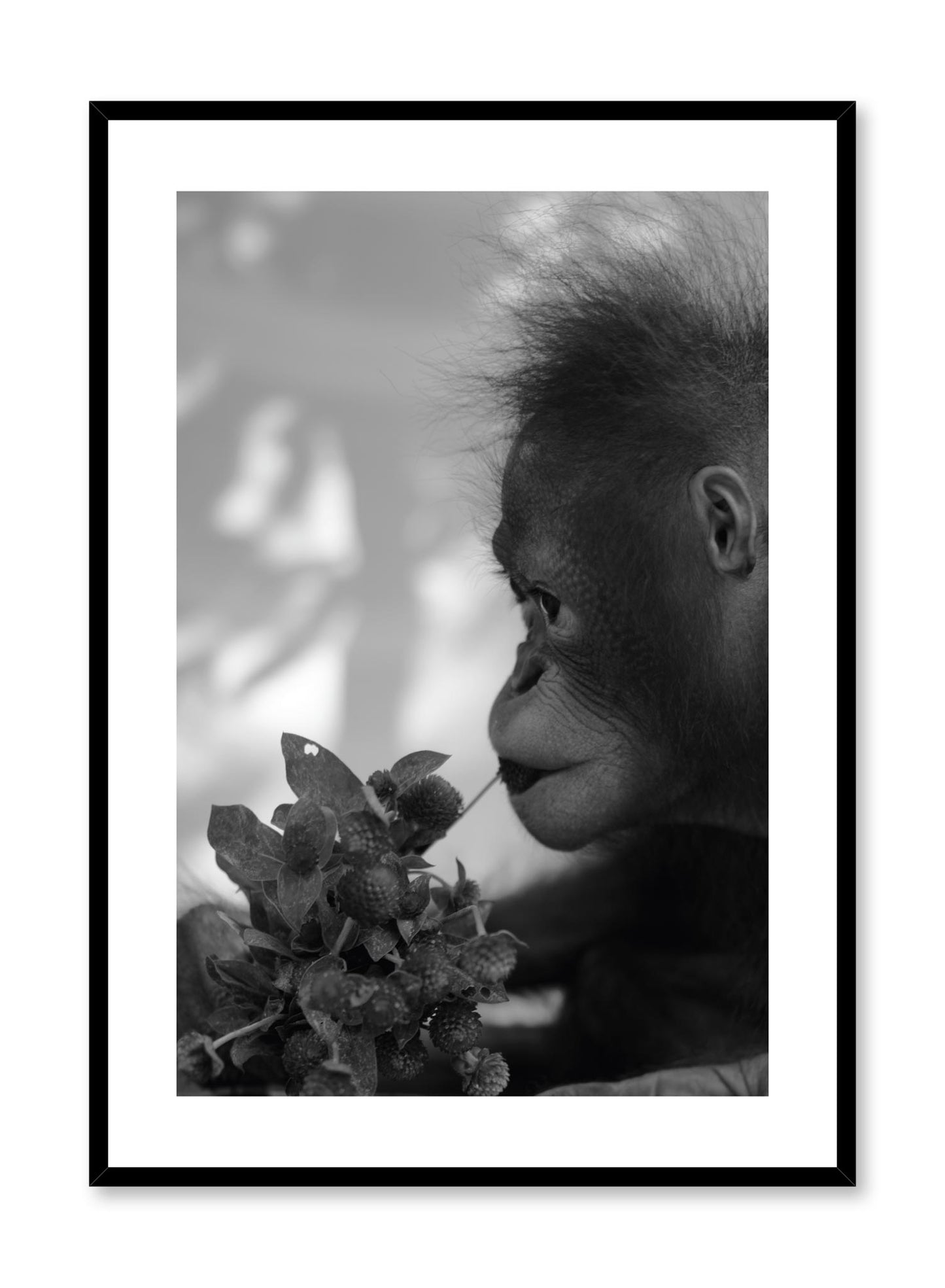 Minimalist design photography poster of black and white Hungry Monkey by Love Warriors Creative Studio - Buy at Opposite Wall
