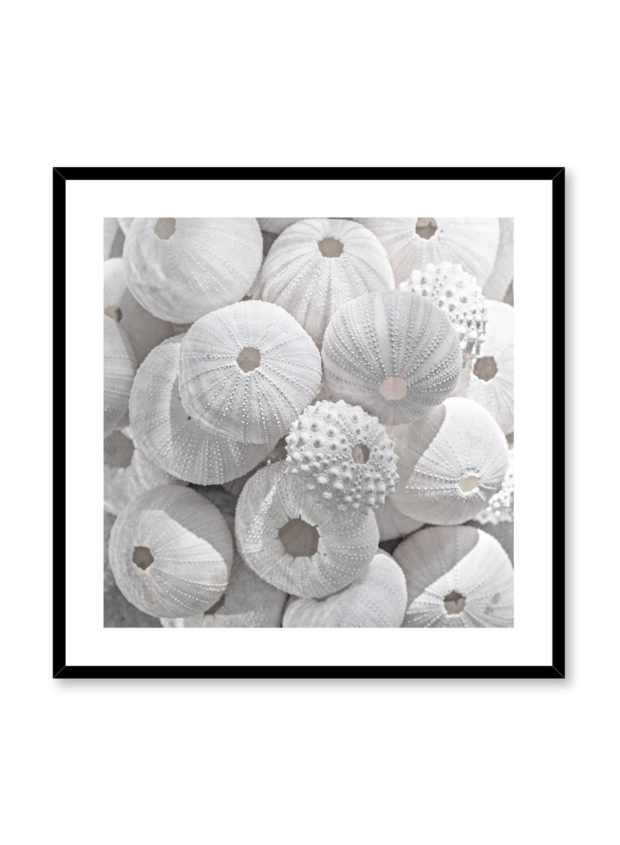 Sea Treasures Photography Poster | Buy Art Prints at Opposite Wall