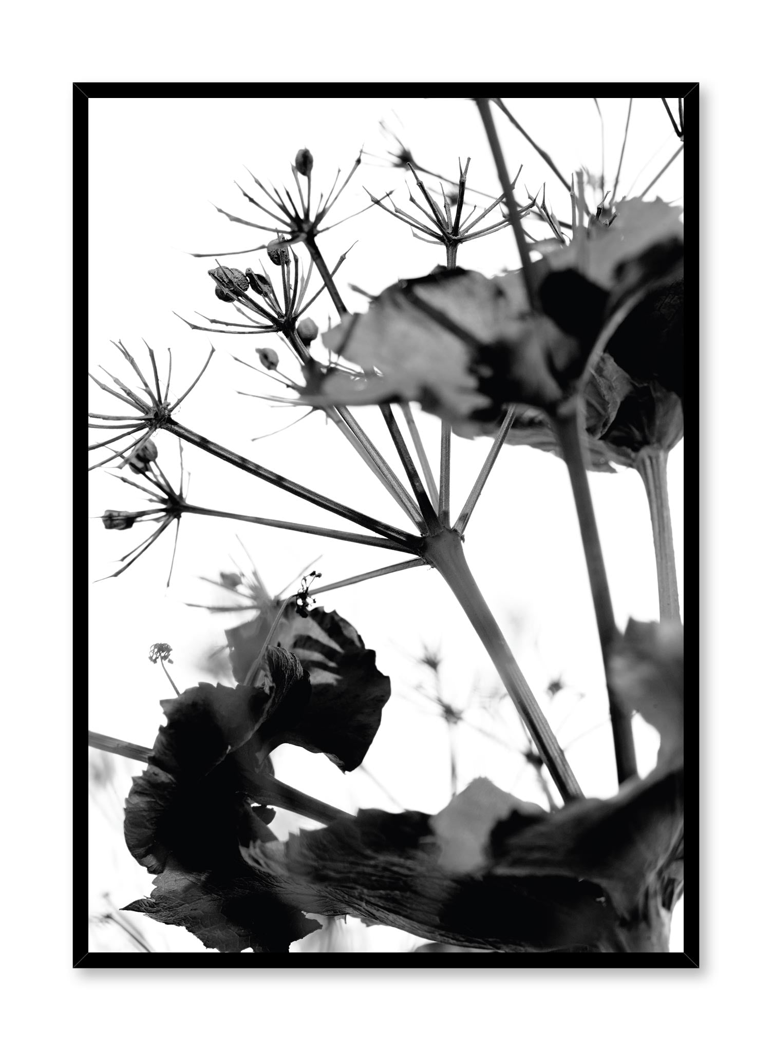 Minimalist design poster by Opposite Wall with black and white nature photography of dried flowers