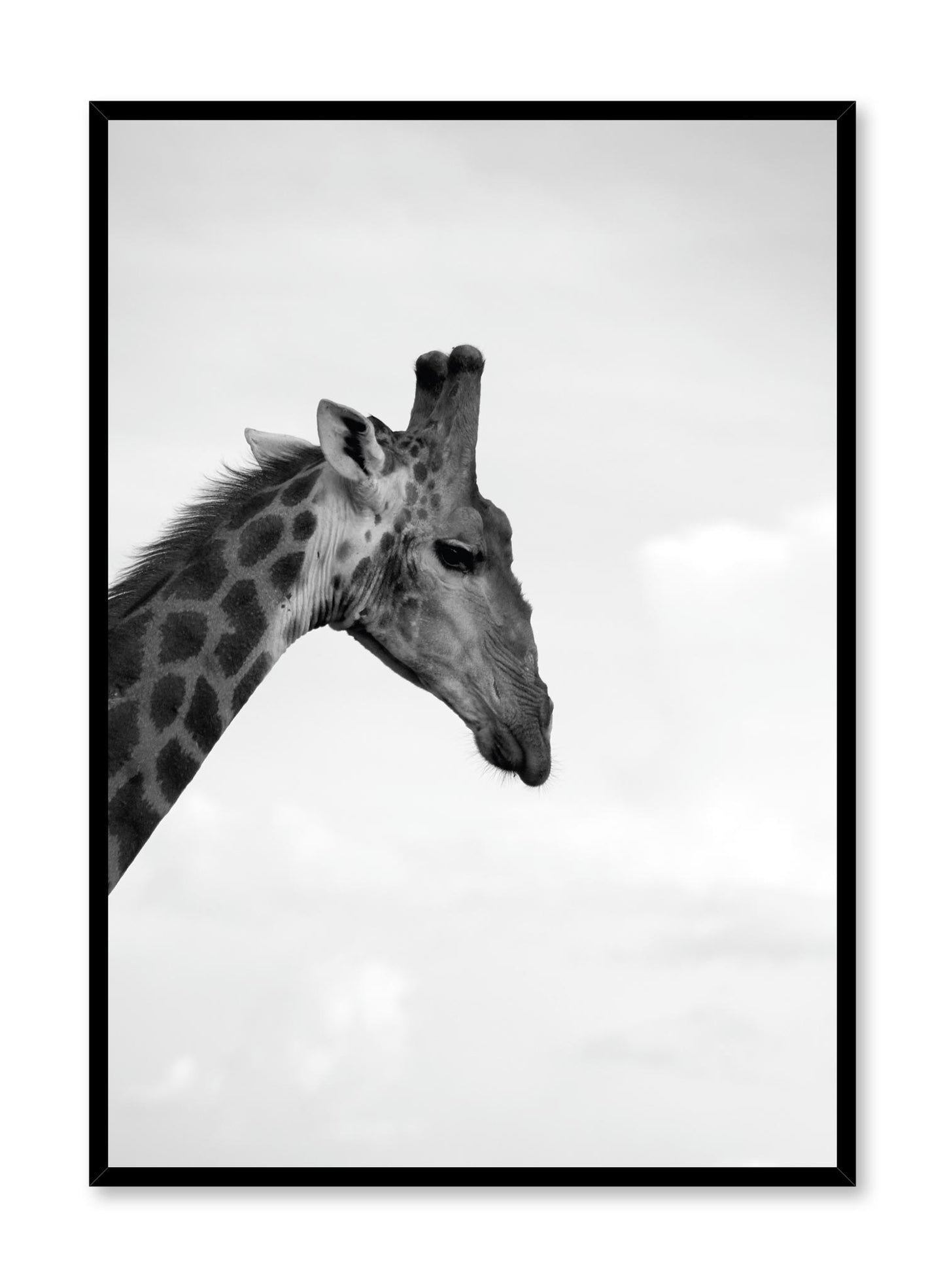 Minimalist design poster by Opposite Wall with black and white animal photography of Giraffe