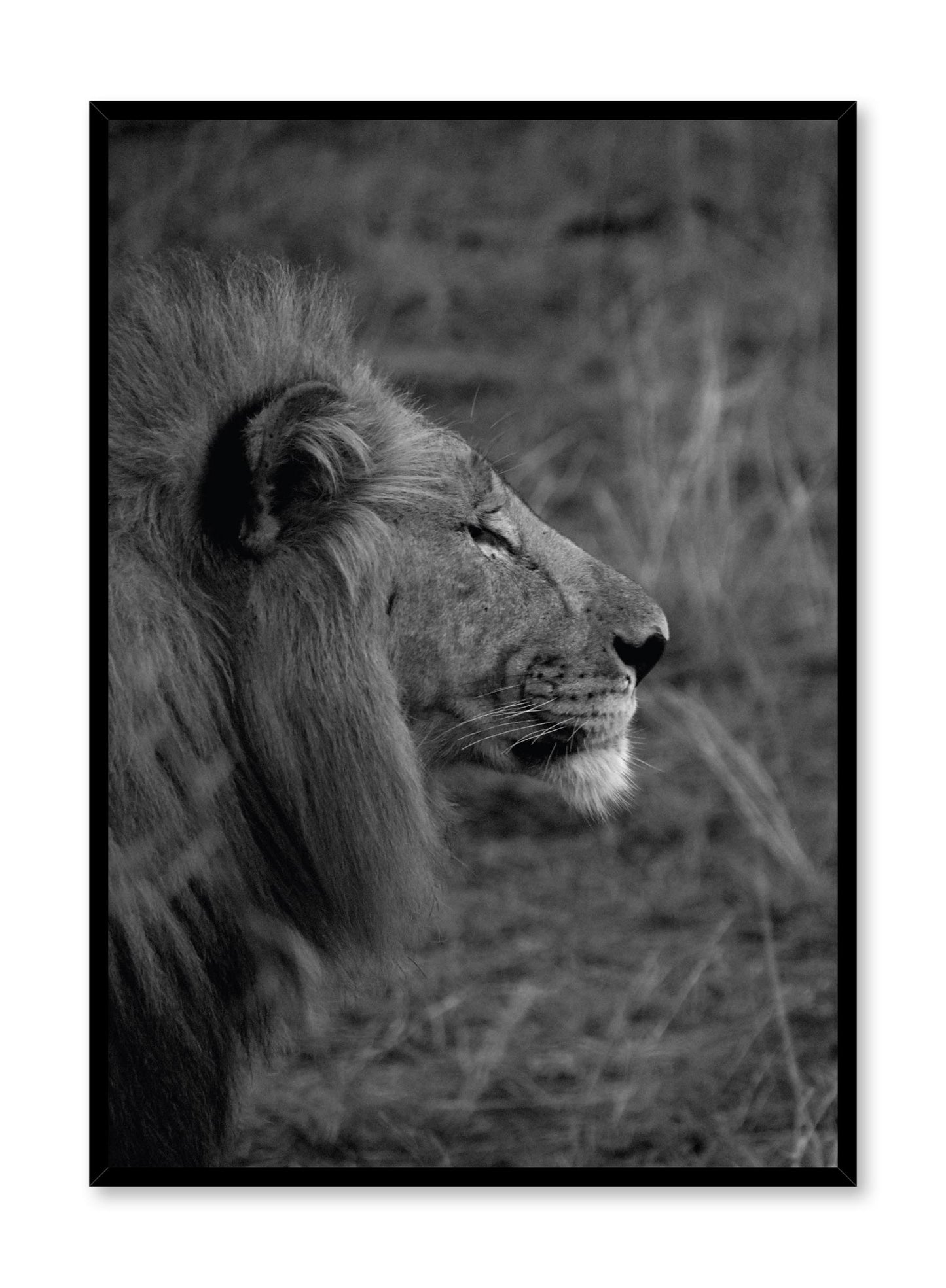 Minimalist design poster by Opposite Wall with black and white animal photography of Lion