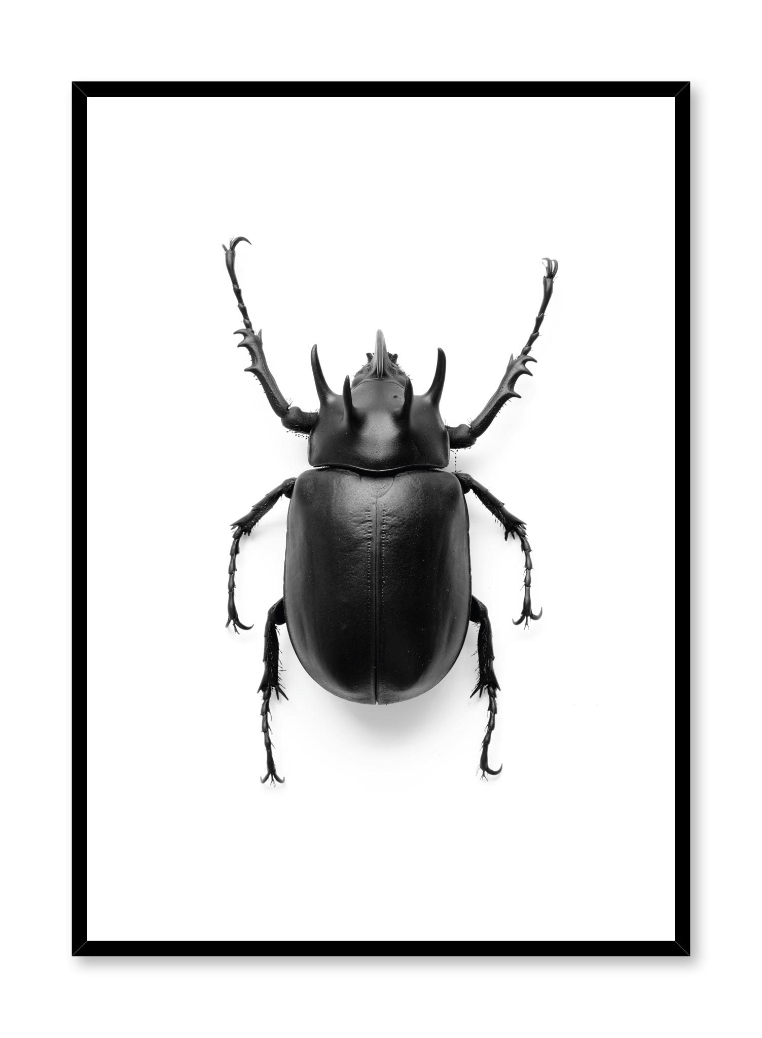Minimalist design poster by Opposite Wall with black and white animal photography of Black Beetle Coleoptera