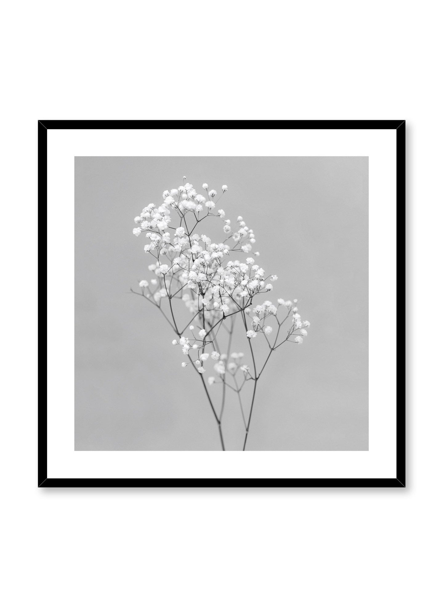 Minimalistic square wall photography by Opposite Wall with Baby's Breath flower in black and white