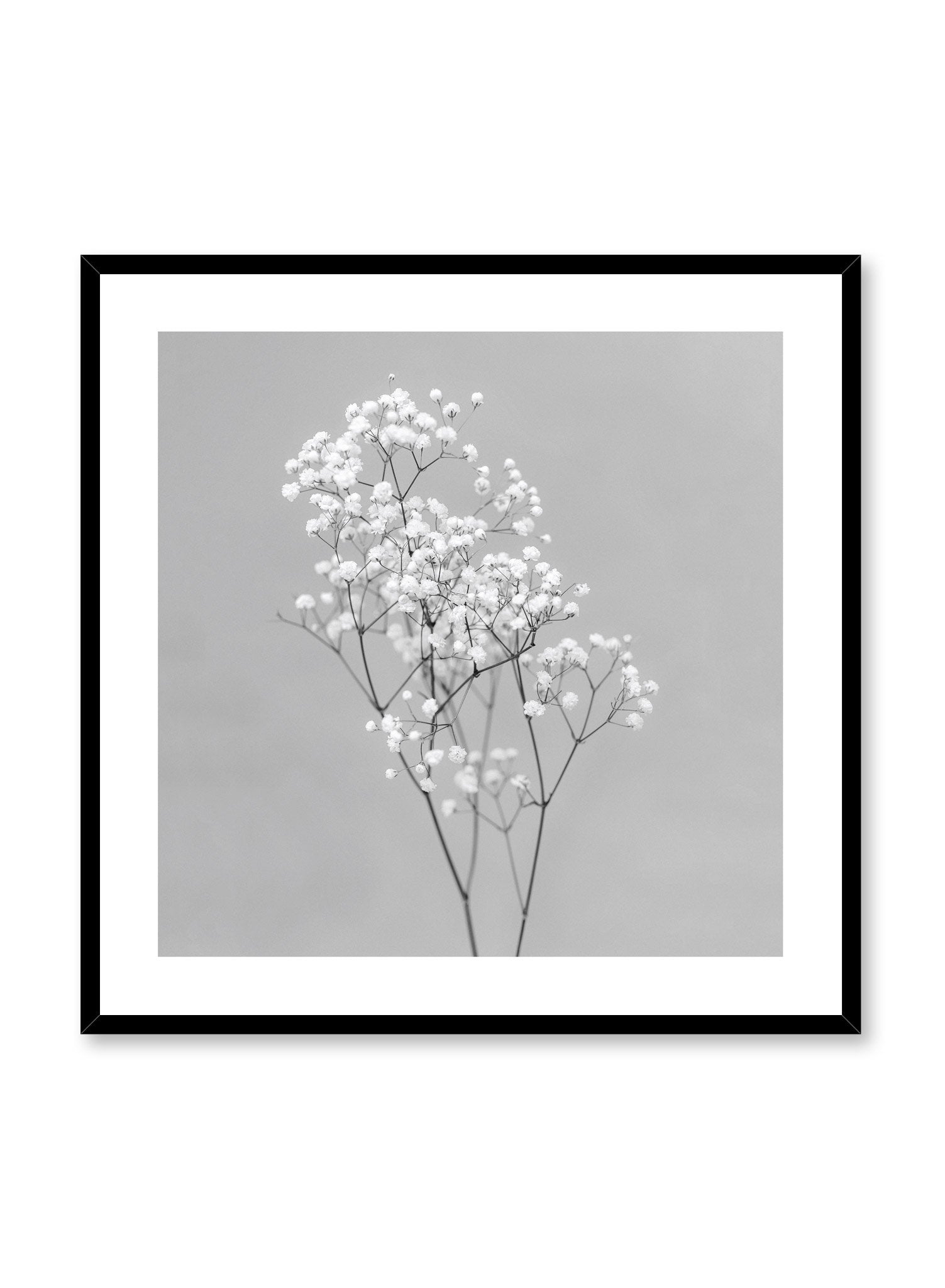 Minimalistic square wall photography by Opposite Wall with Baby's Breath flower in black and white