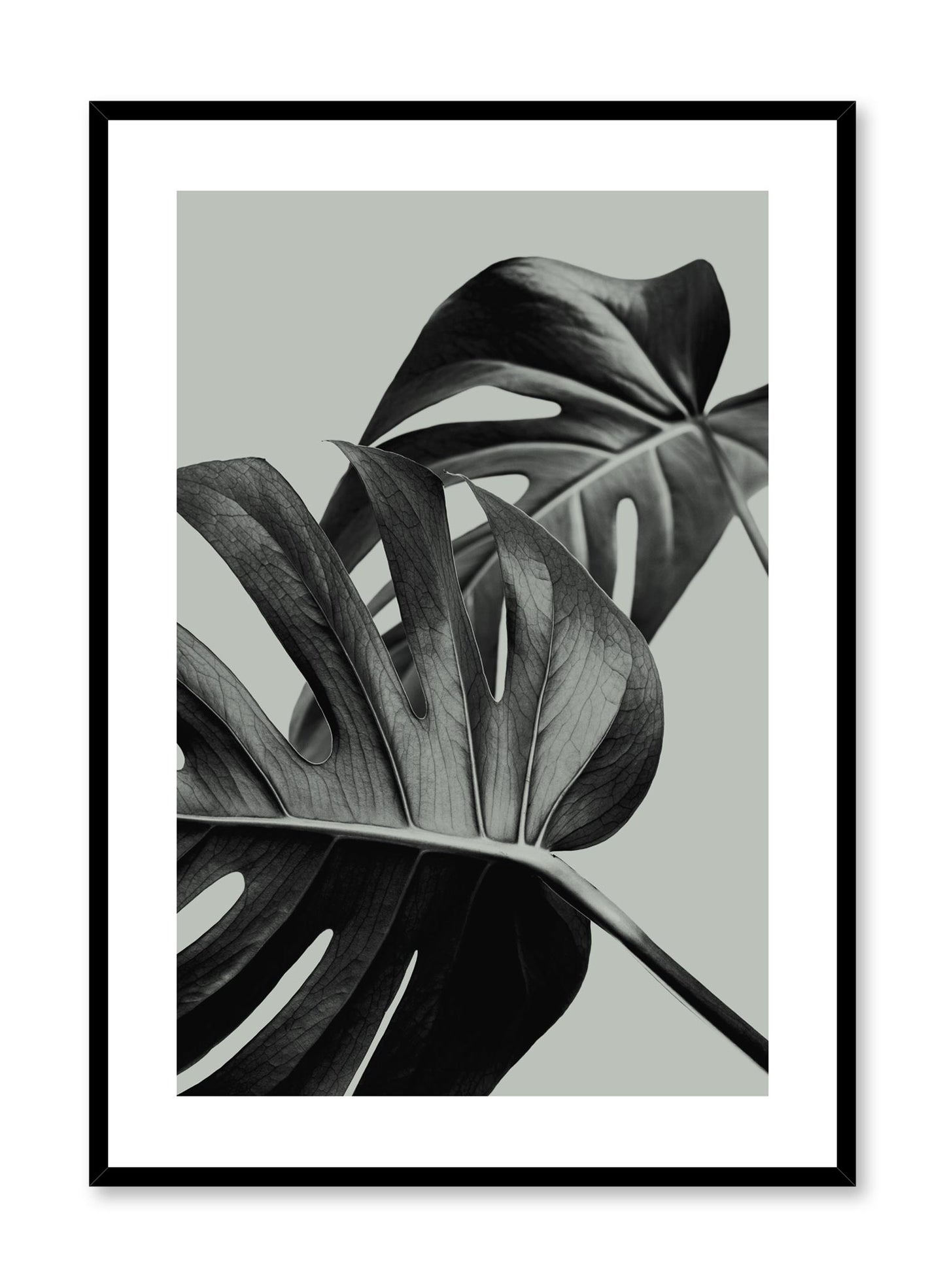 Scandinavian poster by Opposite Wall with trendy with Monstera leaf Overlap in green colour