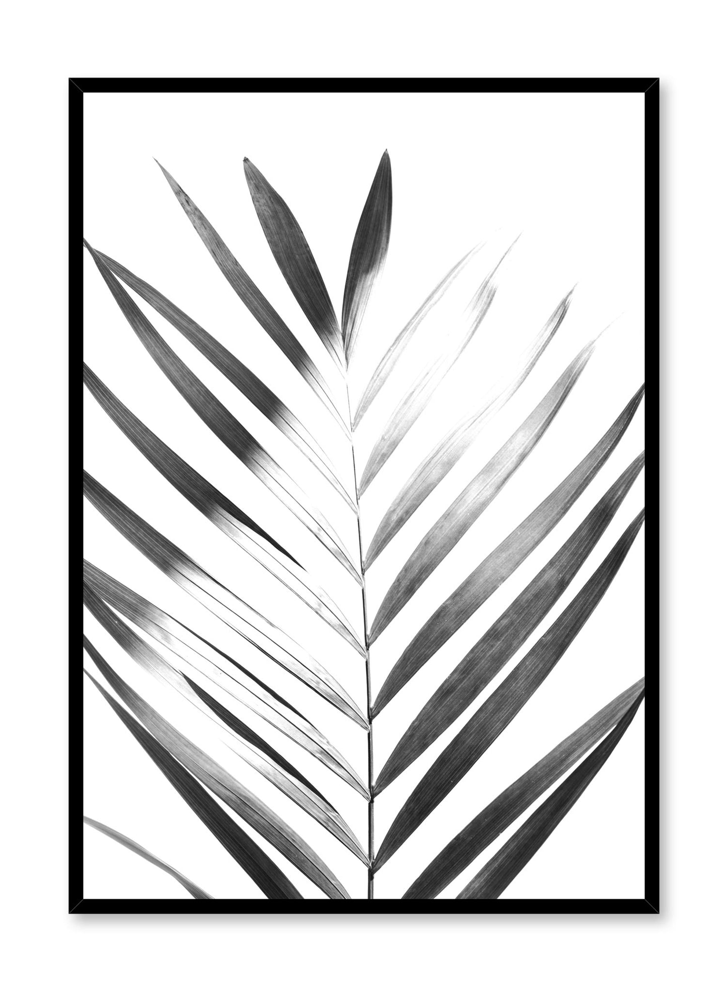 Modern minimalist poster by Opposite Wall with Sunlight palm leaf photo art in black and white