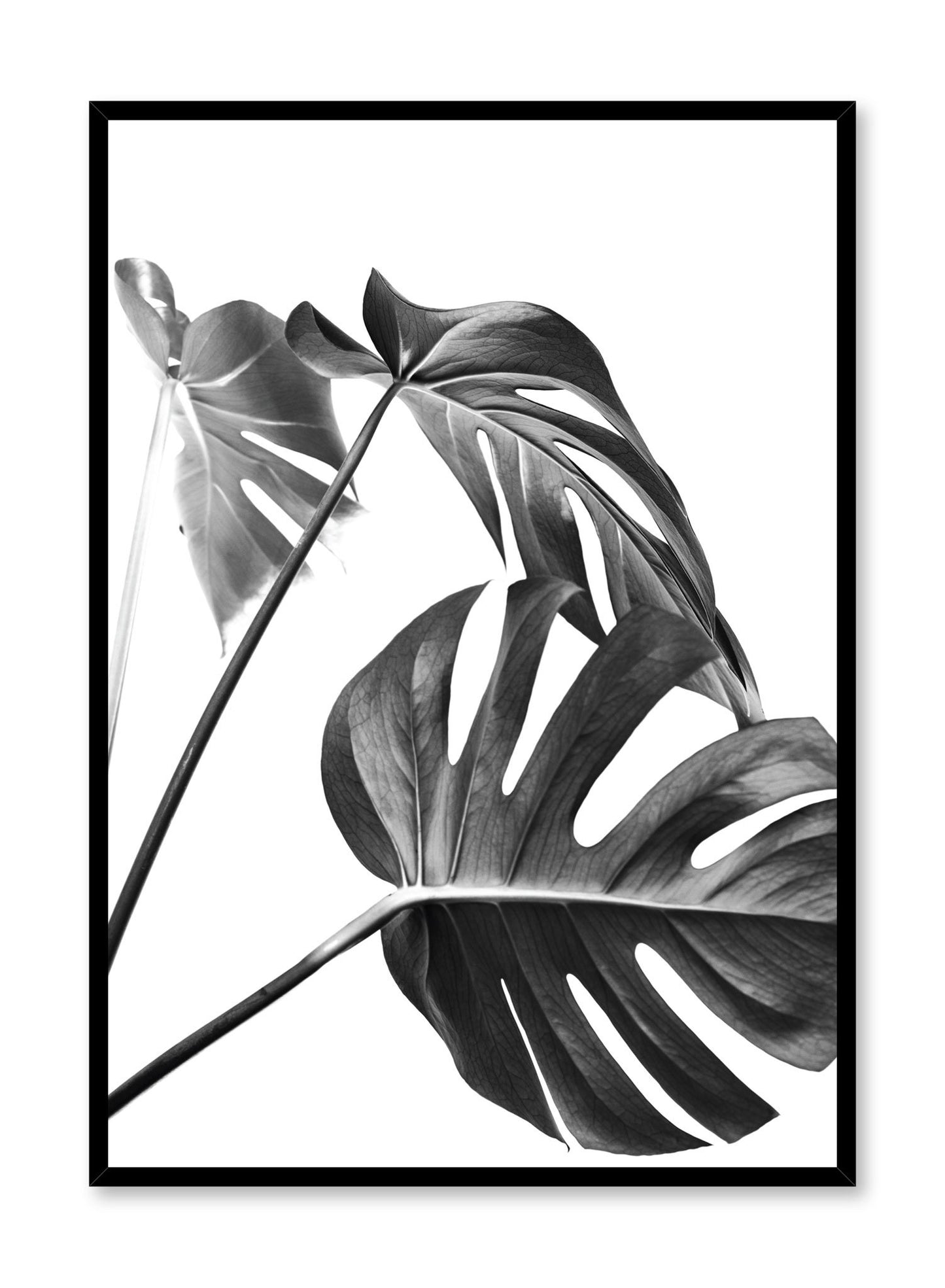 Scandinavian art print by Opposite Wall with with Monstera leaf photo Three's a charm in black and white