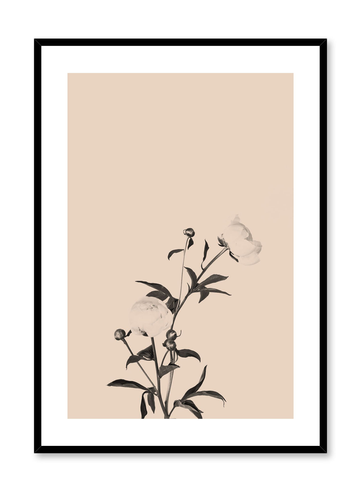 Romance in Beige Floral Photography Poster | Buy at Opposite Wall