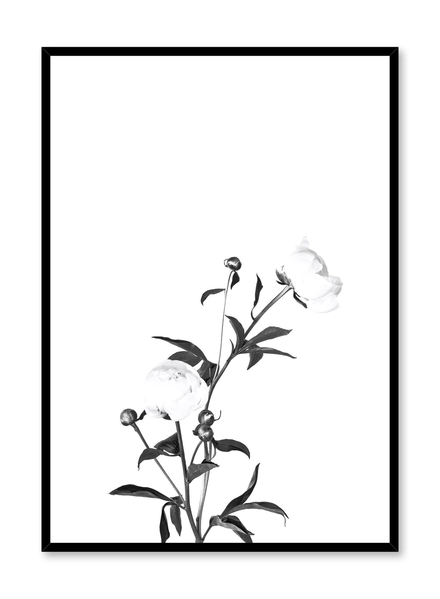 Scandinavian poster by Opposite Wall with trendy art photo of peonies - Romance in black and white