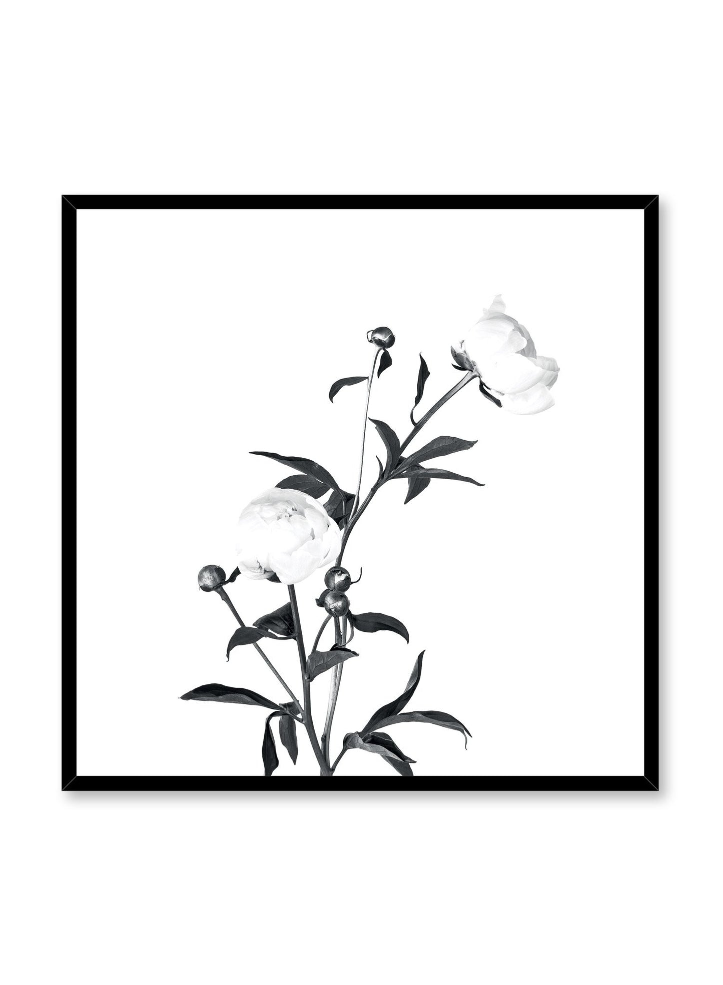 Scandinavian poster by Opposite Wall with trendy art photo of peonies - Romance in black and white