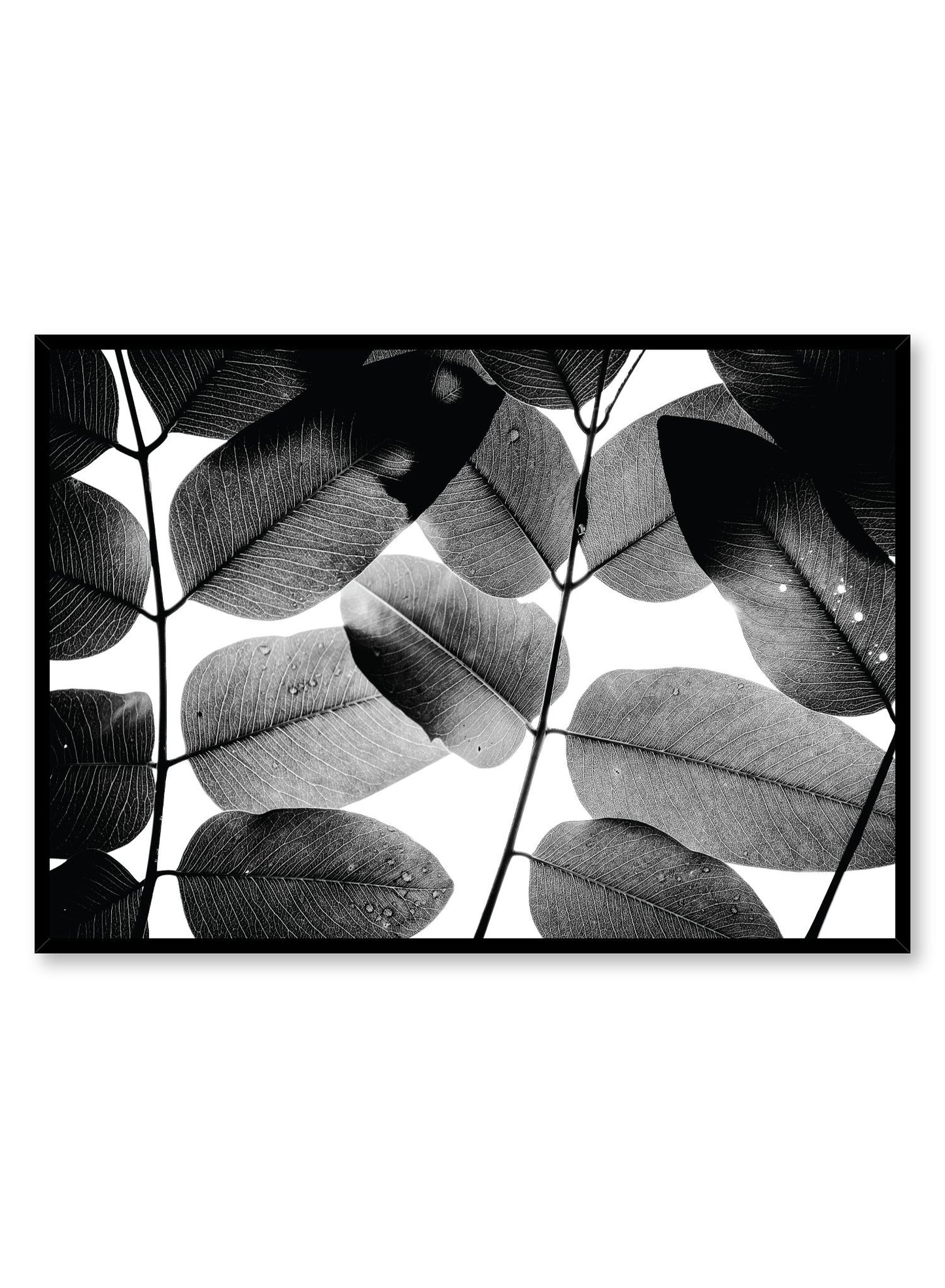 Modern minimalist poster by Opposite Wall with black and white close-up of leaves