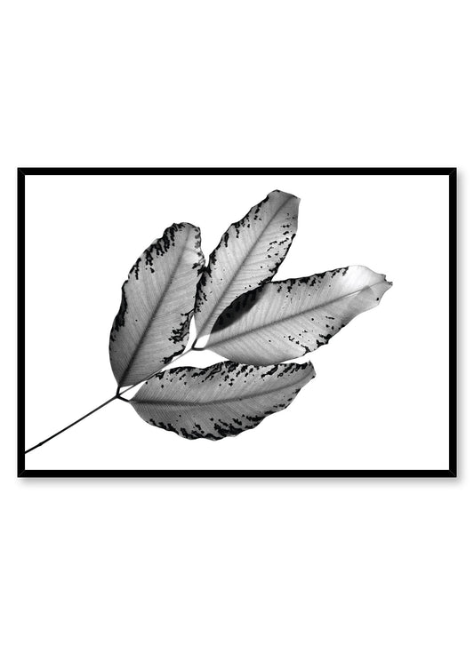 Modern minimalist photography by Opposite Wall with black and white close-up of leaf