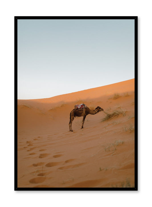 Modern minimalist landscape photography poster by Opposite Wall with picture of lone camel in Sahara Desert