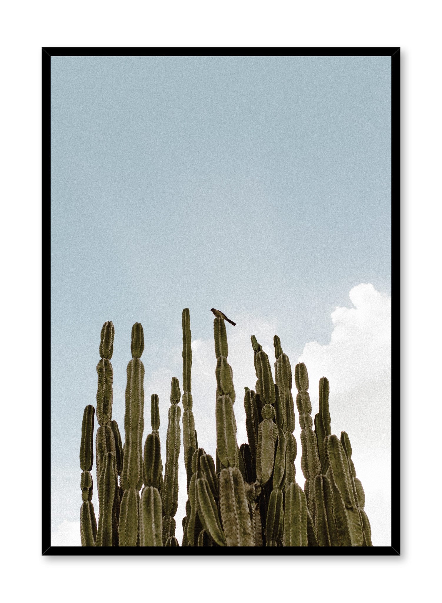 Modern minimalist photography by Opposite Wall with cactus plant against blue sky.