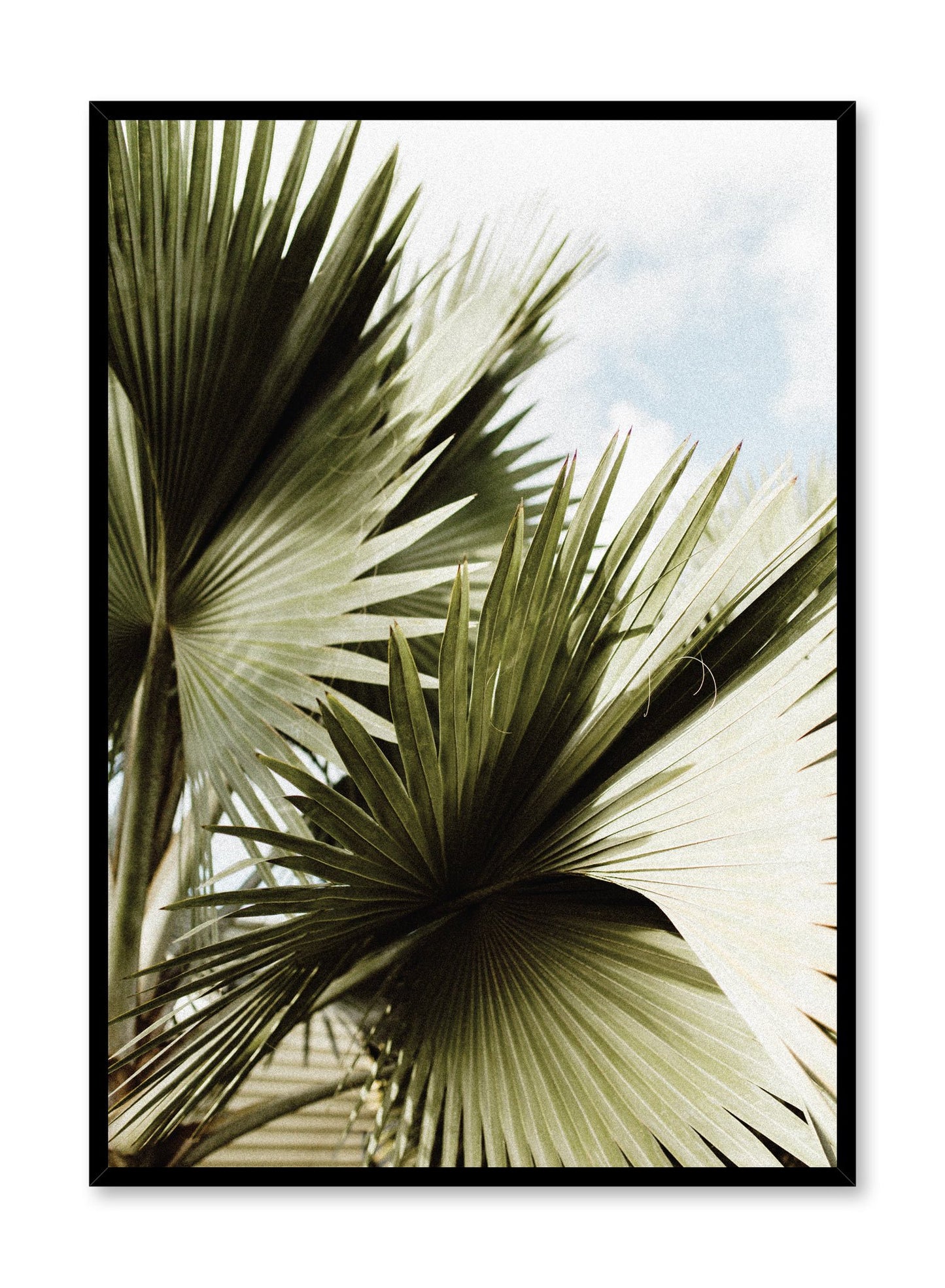 Modern minimalist botanical photography poster by Opposite Wall with palm leaves.
