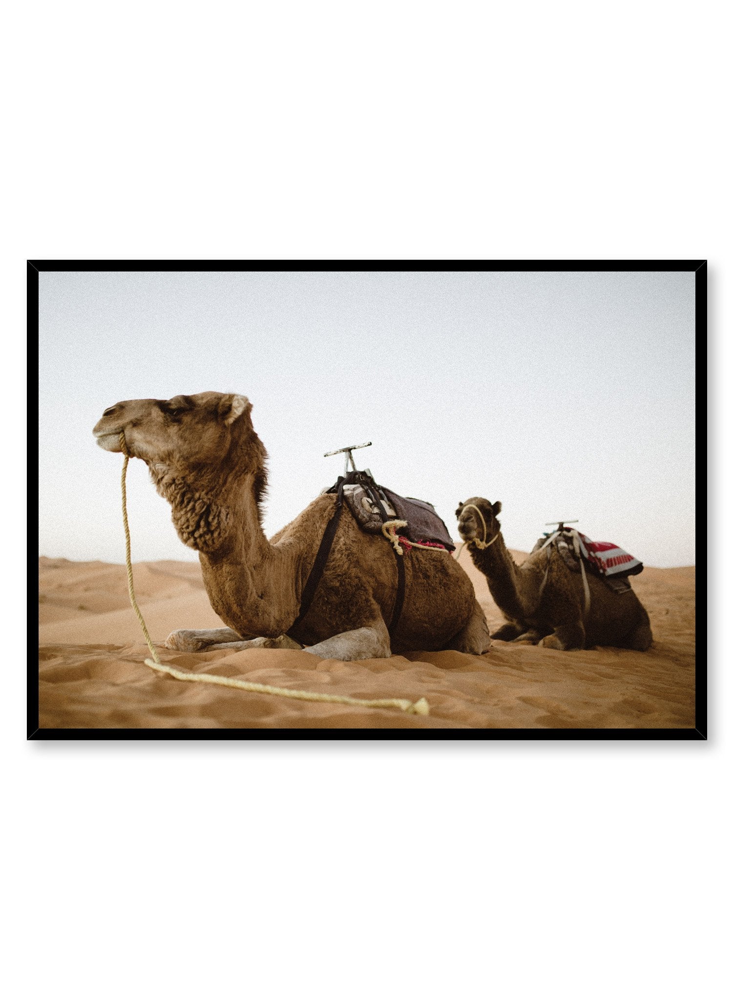 Modern nature photography poster by Opposite Wall with camels in the desert.