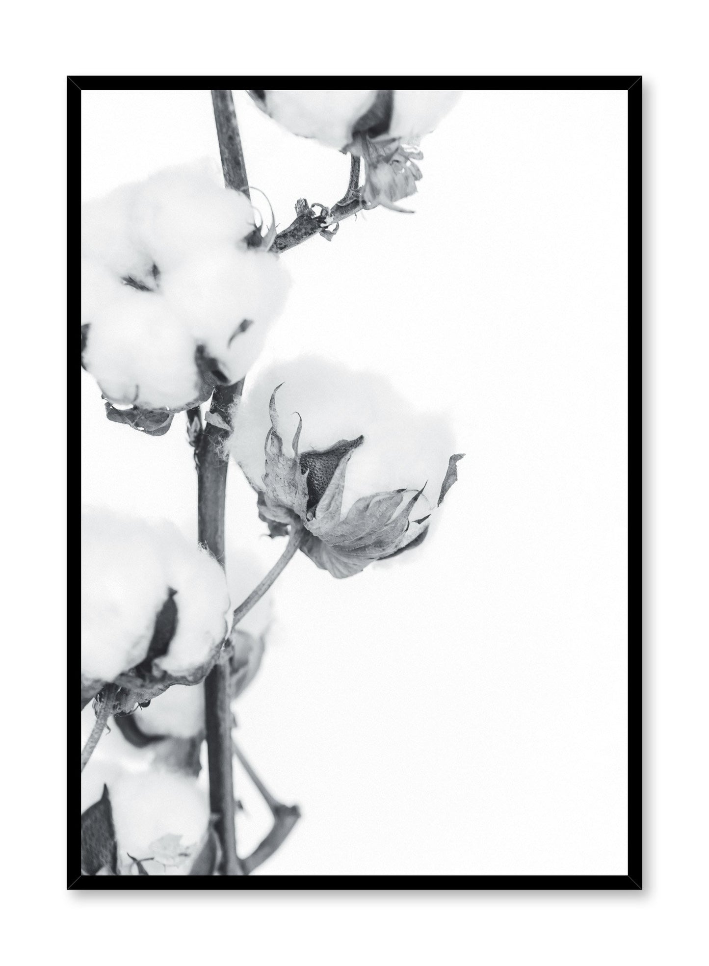 Minimalistic wall poster by Opposite Wall with cotton branch botanical photography in black and white