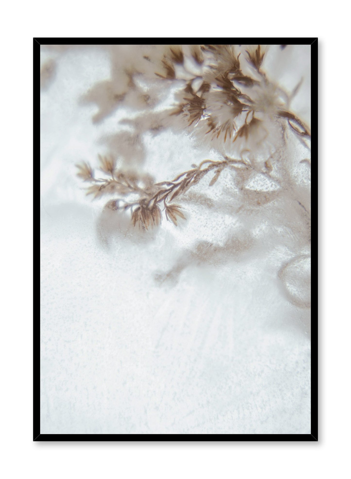 Modern minimalist botanical photography poster by Opposite Wall with Icy Petals