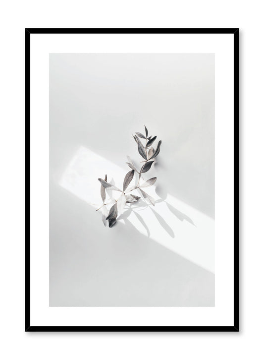 Modern minimalist photography print by Opposite Wall with single leaf in sunlight