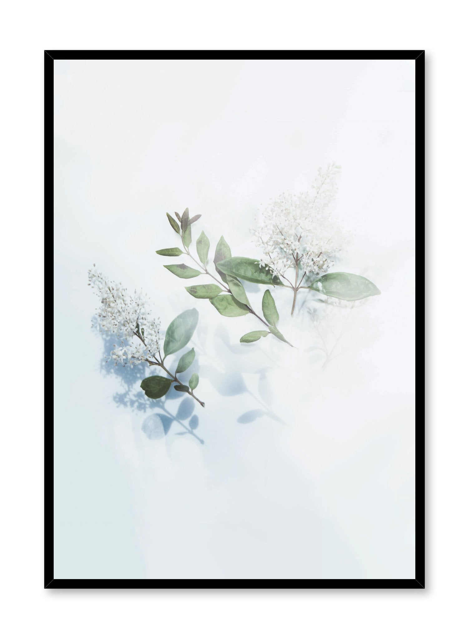 Modern minimalist floral photography poster by Opposite Wall with hazy white flowers on white background