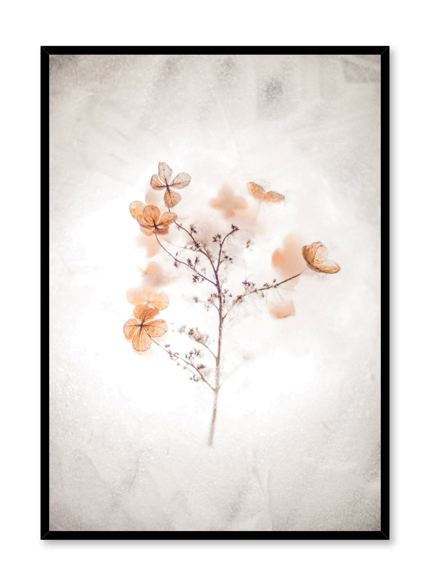 Modern minimalist botanical photography poster by Opposite Wall with orange Butterfly Blossoms