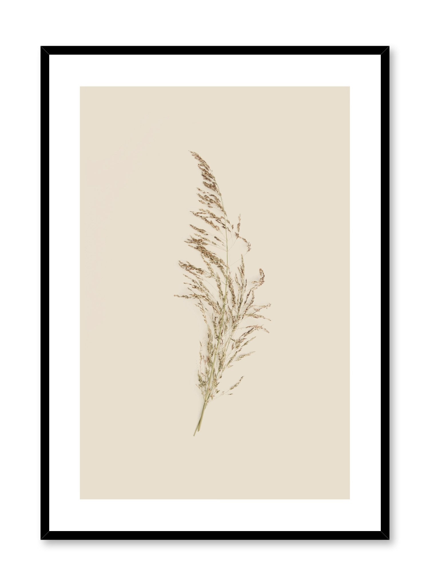 Modern minimalist botanical photography poster by Opposite Wall with single grass stem