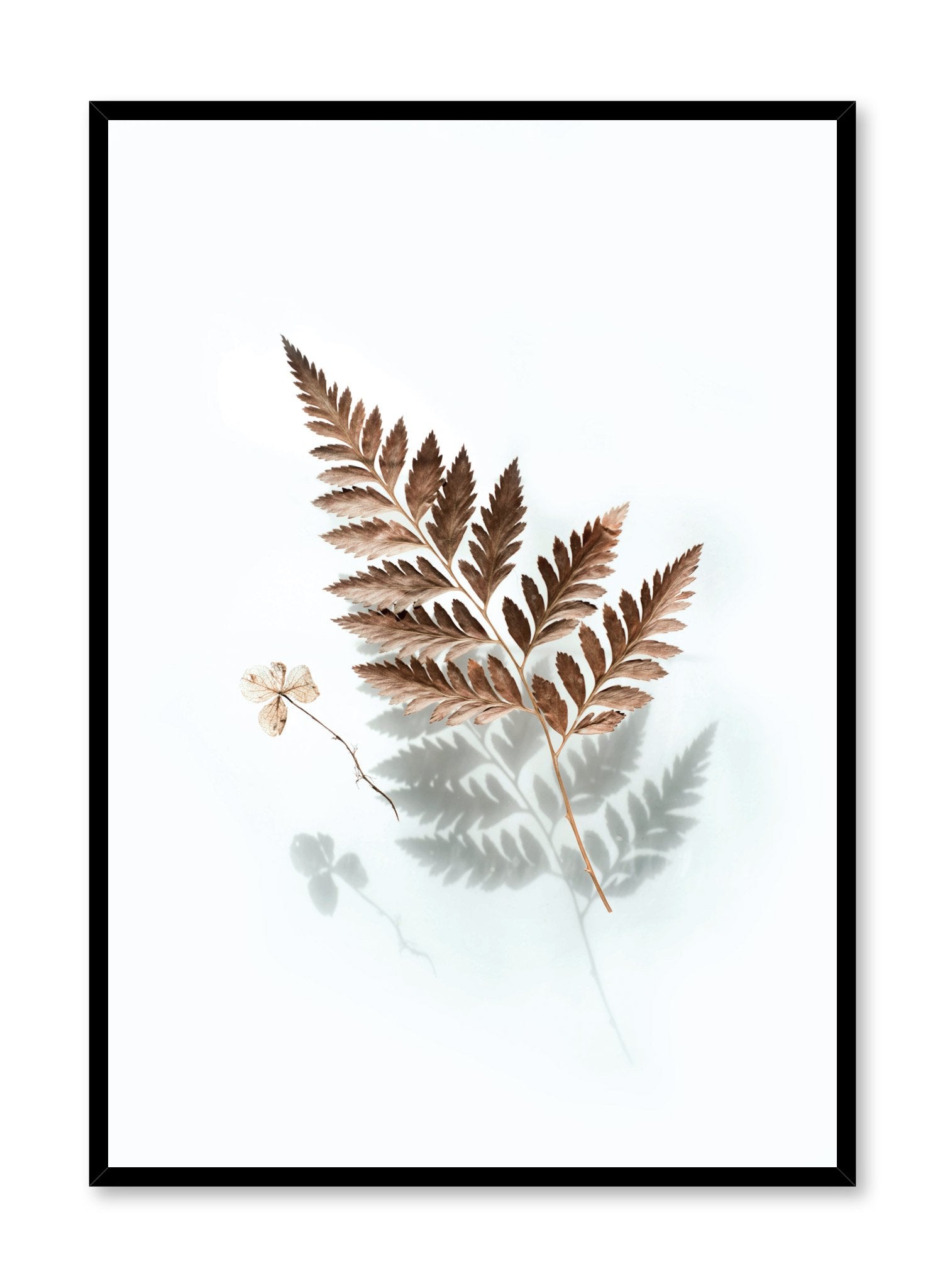 Modern minimalist botanical photography poster by Opposite Wall with floating fern leaf