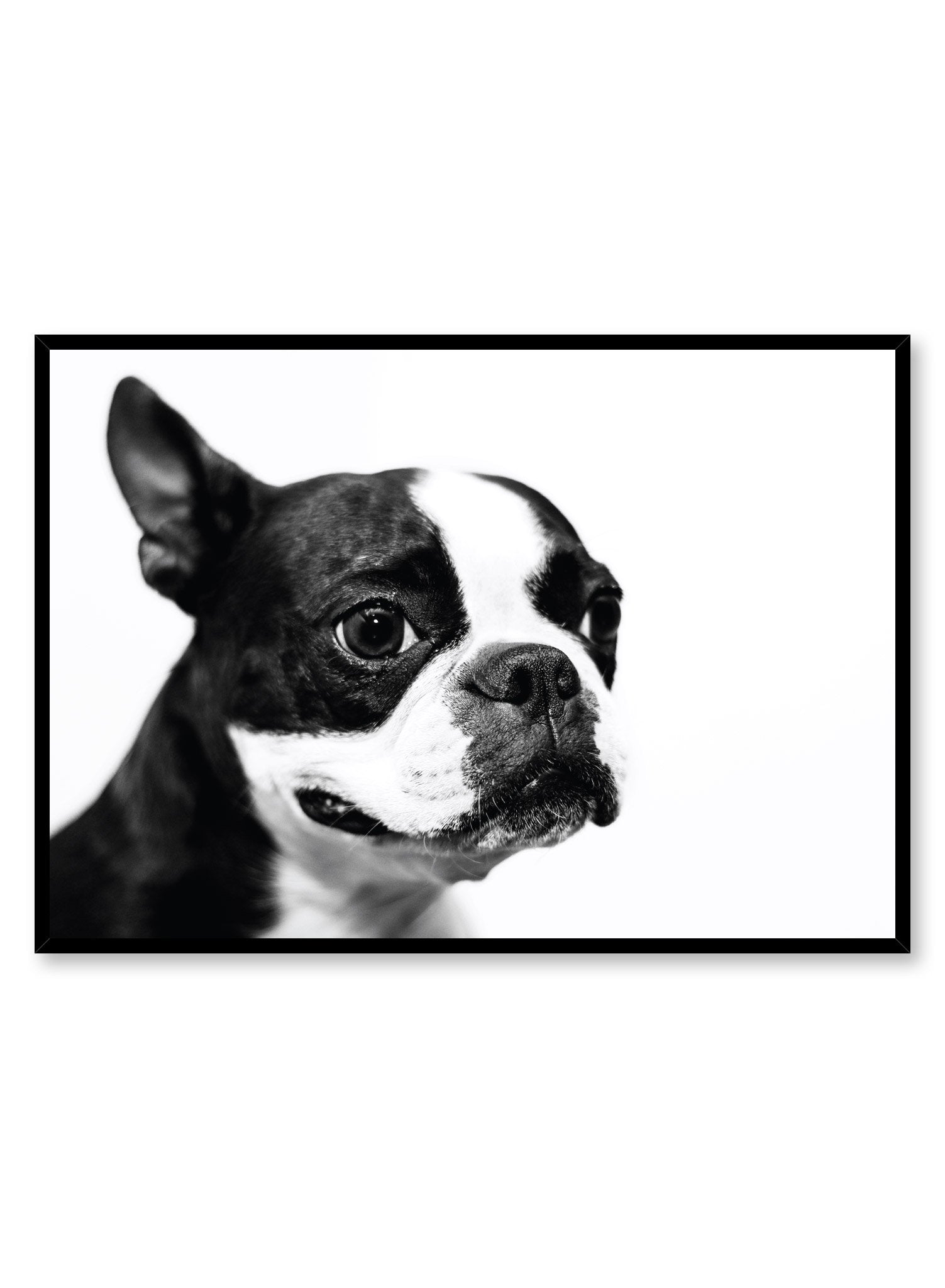 Affiche Boston Terrier pour la chambre d enfant Opposite Wall