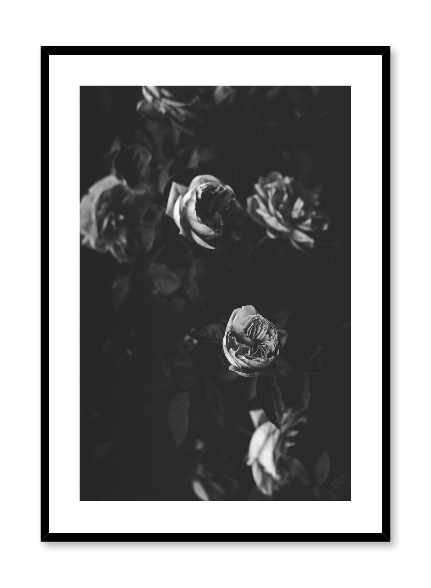 "Black & Rose Movie" is a black & white floral photography poster by Opposite Wall of a vintage dramatic rose bush. 