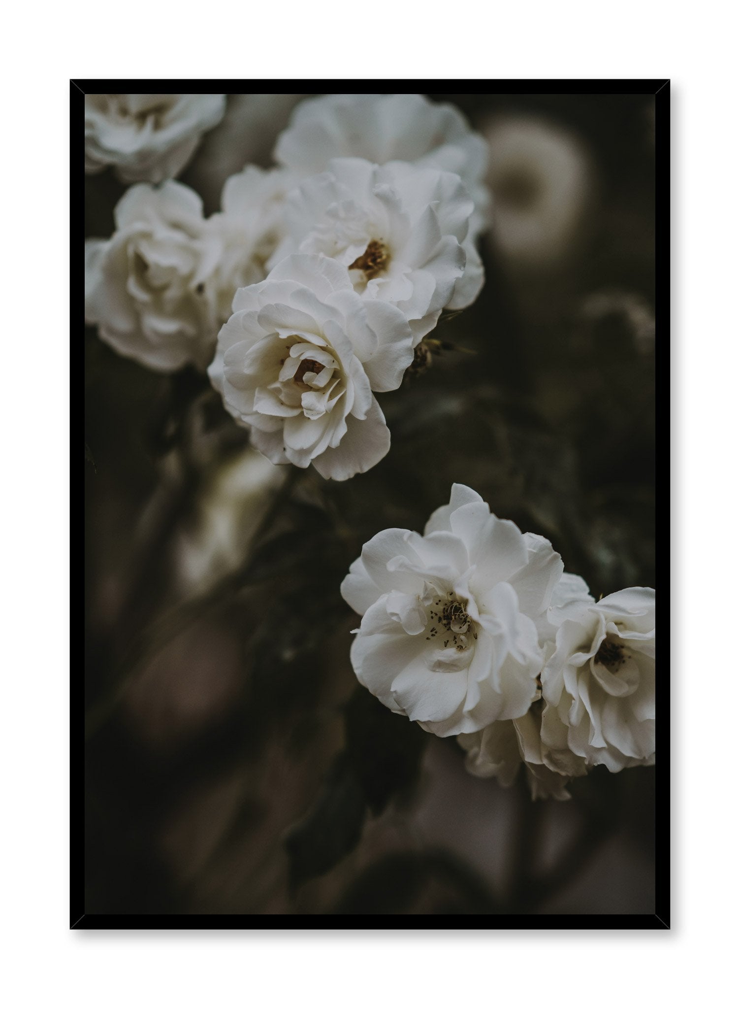 "Petals at Dusk" is a flower photography poster by Opposite Wall of white flowers in low lighting. 