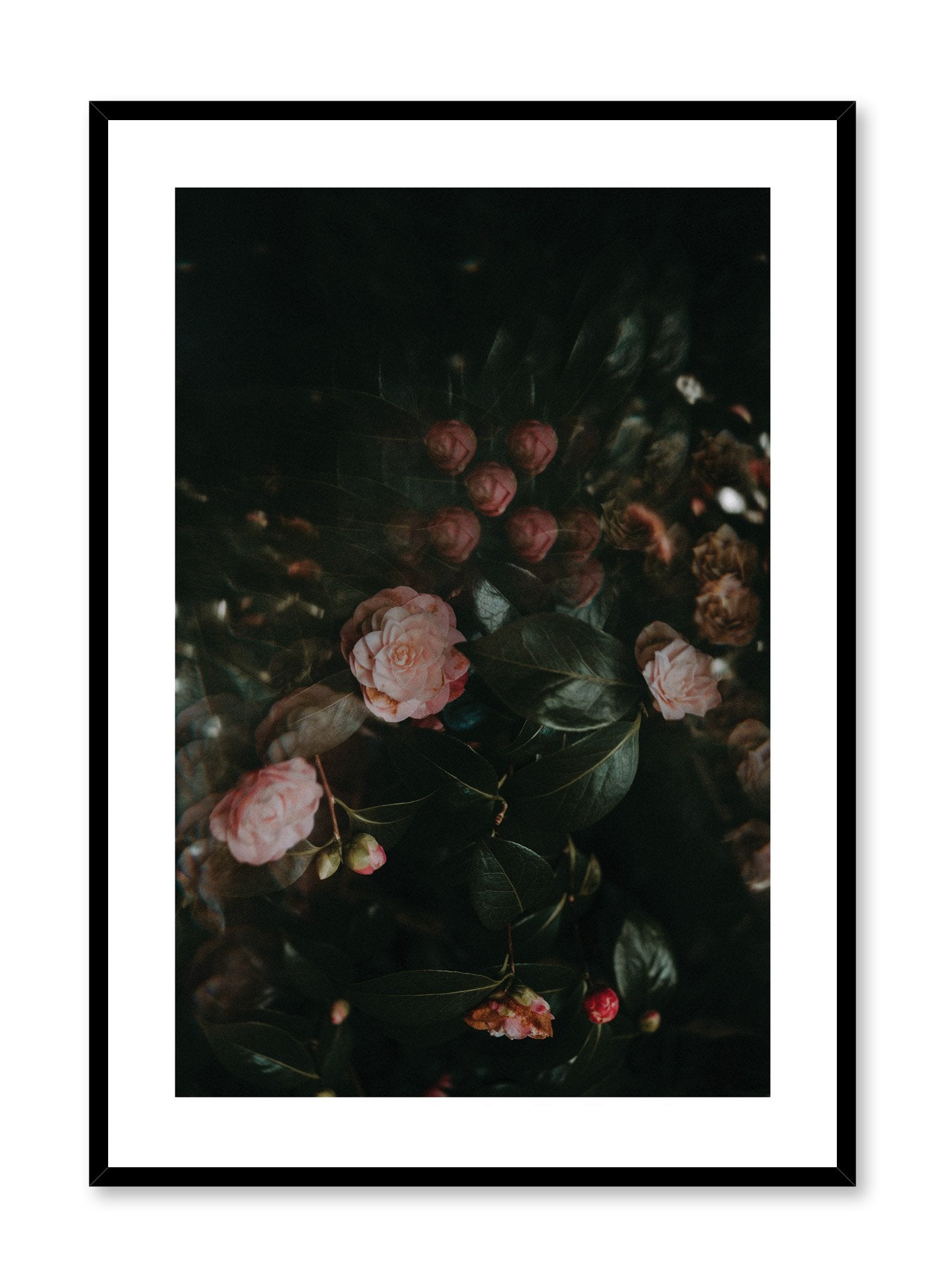 "Rose Drama" is a flower photography poster by Opposite Wall of pink roses and green leaves in a dark setting. 
