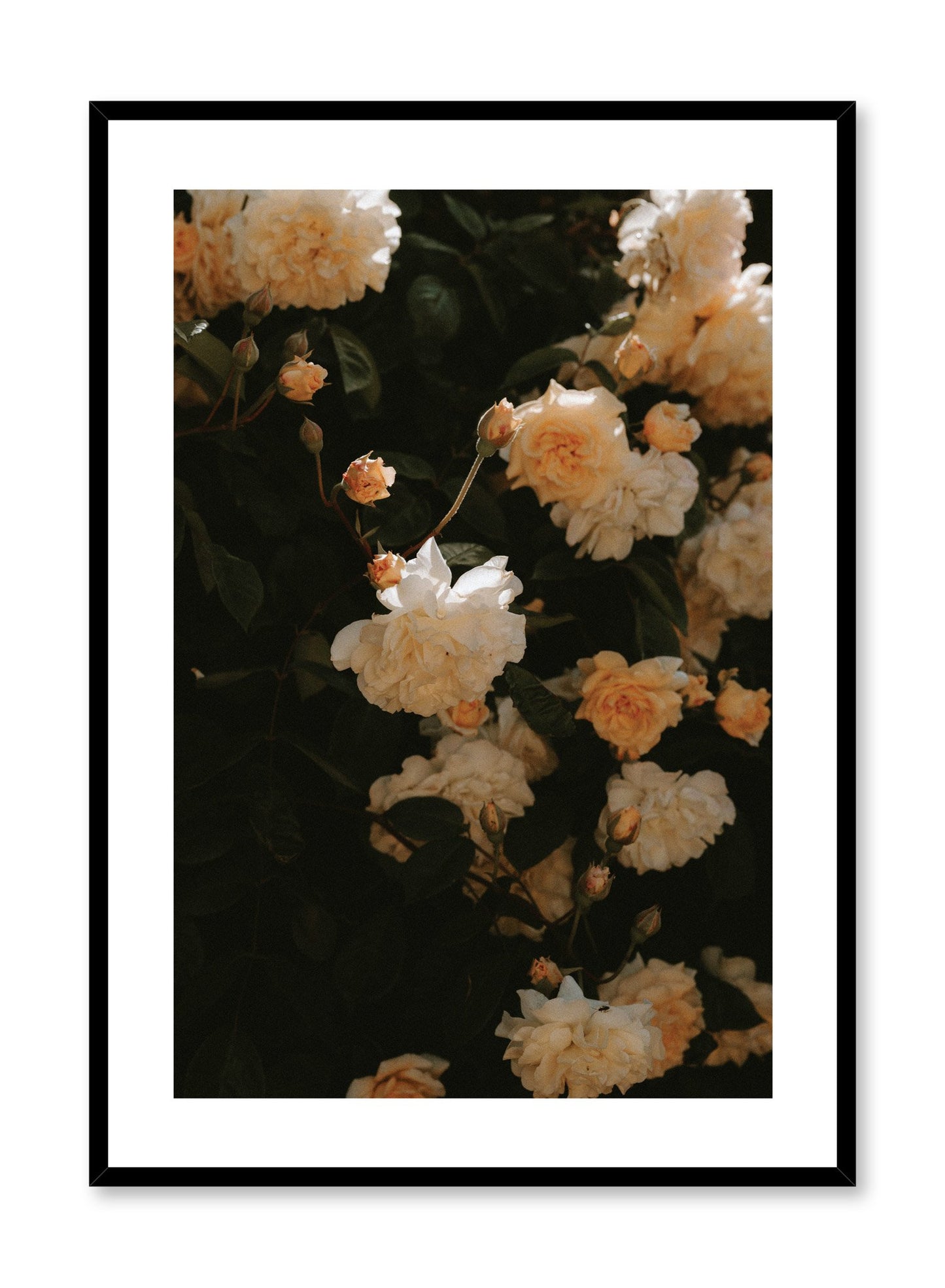 "Sun-Kissed Flowers" is a flower photography poster by Opposite Wall of sunlit peach coloured peonies. 