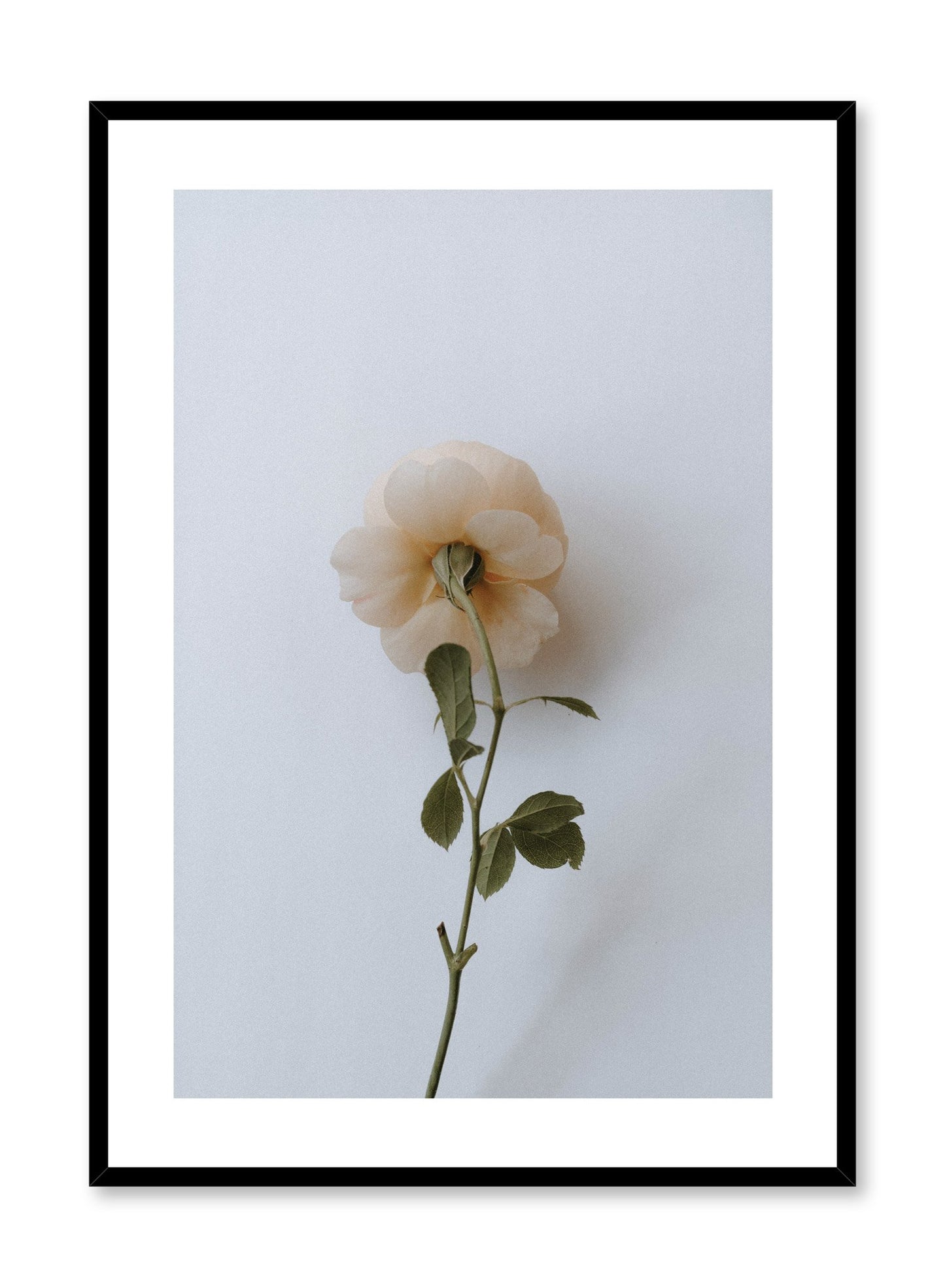 "Floral Romance" is a flower photography poster by Opposite Wall of a single light pink rose over a white background.