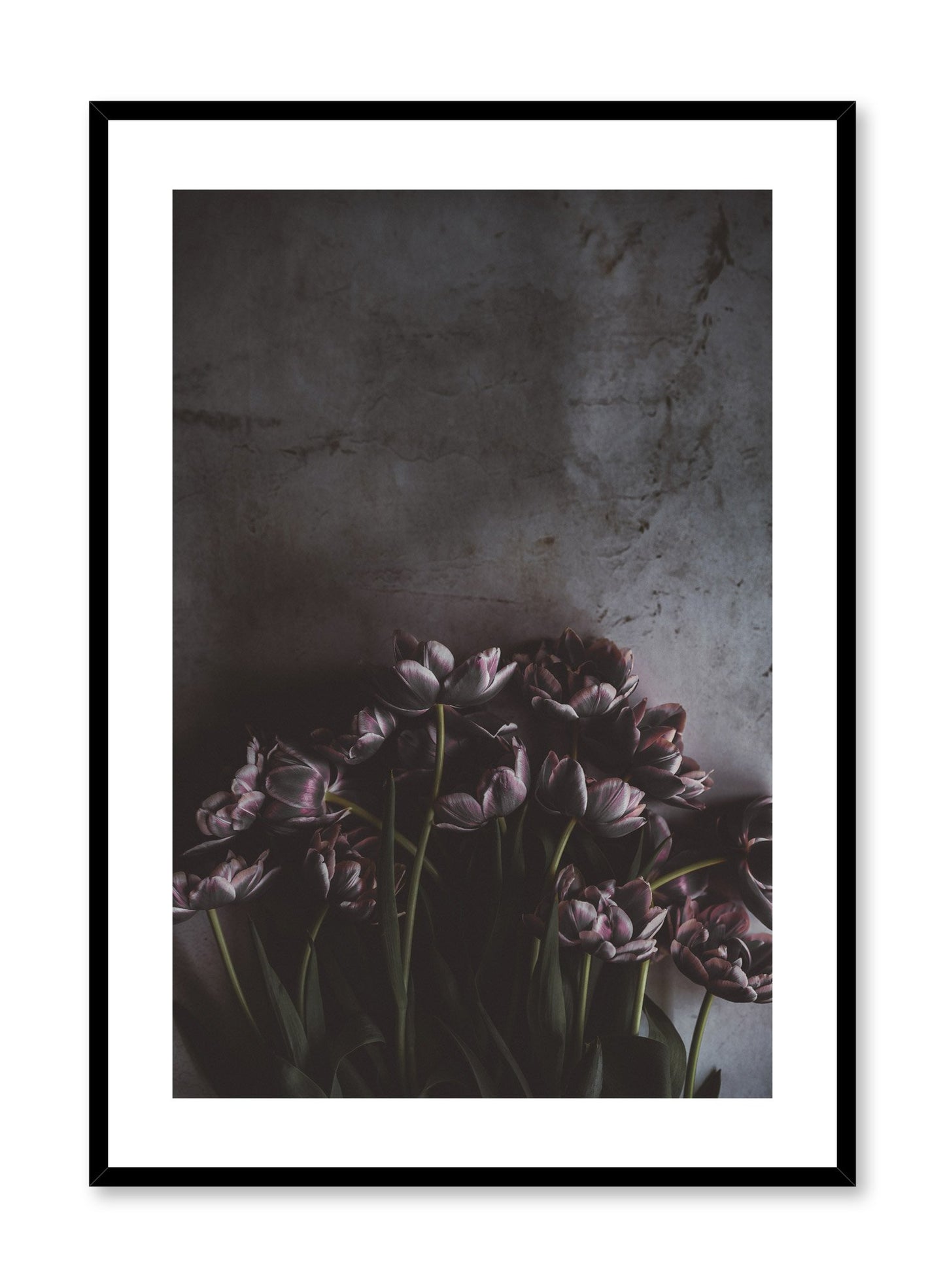 "Purple Symphony" is a flower photography poster by Opposite Wall of dark purple tulips over a textured industrial wall. 