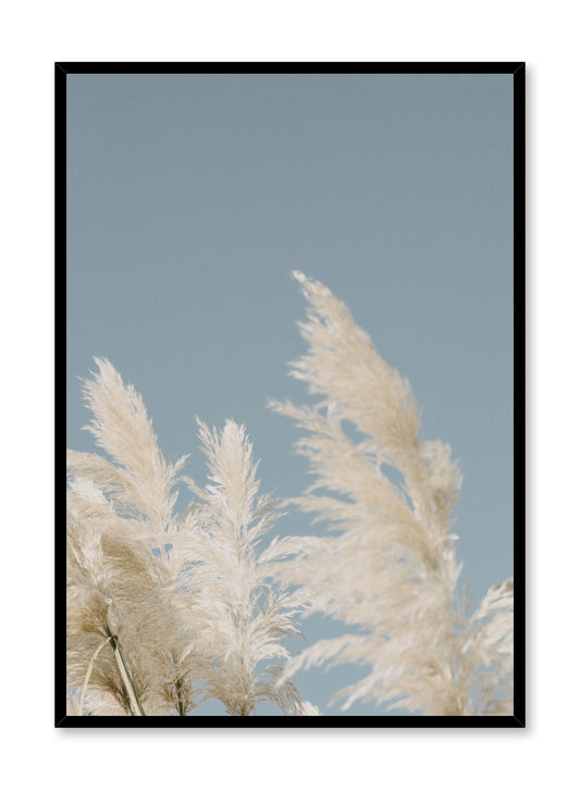 "Luminous Meadow" is a botanical photography poster by Opposite Wall of airy blonde pampas grasses swaying under a sunny clear blue sky.