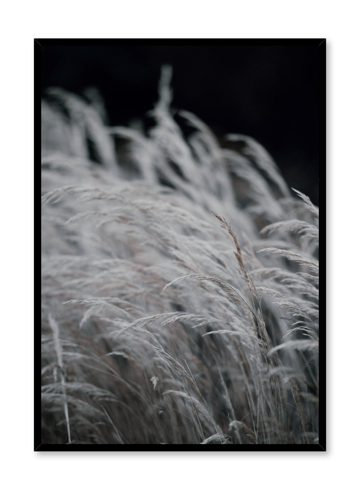 "Wintry Prairie" is a botanical photography poster by Opposite Wall of cool toned wispy grasses in the dark of night.