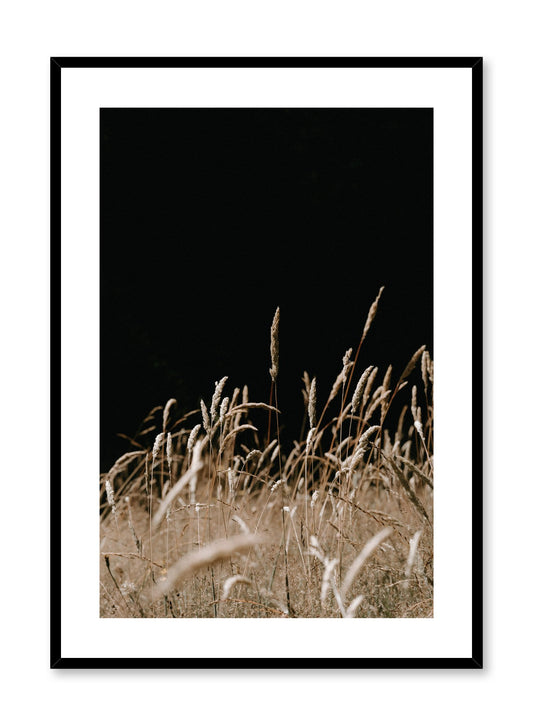 "A Night in the Field" is a botanical photography poster by Opposite Wall of wispy beige grasses under a pitch black night sky.