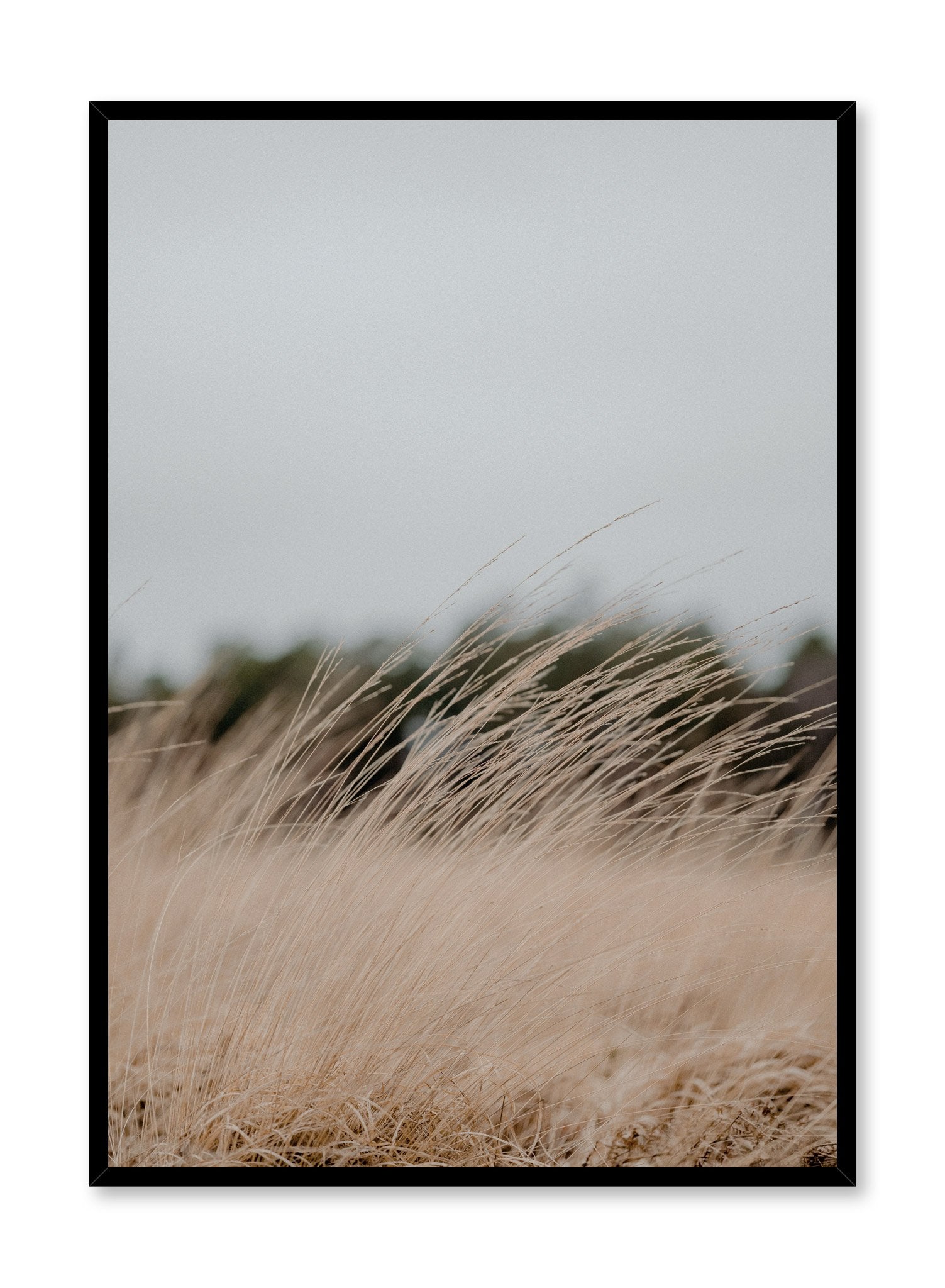 "Autumn Breeze" is a botanical photography poster by Opposite Wall of fine and delicate beige grasses swaying in the wind during the fall season.