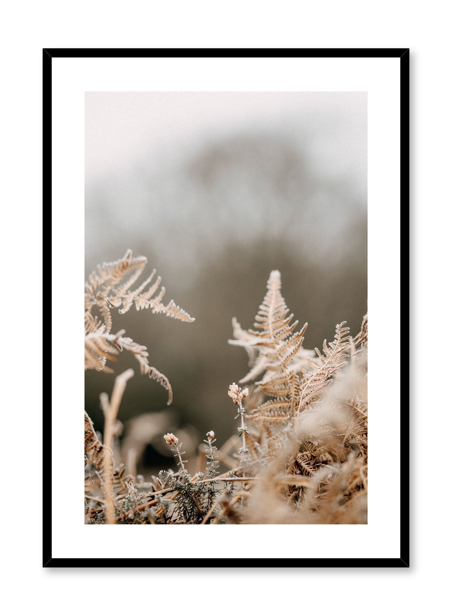 "Chilly Conifer" is a botanical photography poster by Opposite Wall of beige conifer or pine tree leaves in a forest. Photographed by English nature photographer Annie Spratt.