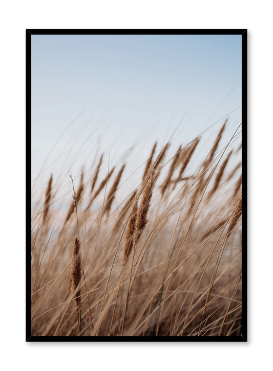 "Prairie Feathers" is a botanical photography poster by Opposite Wall of rich blond cereal grasses swaying in the golden hour under a clear blue sky.