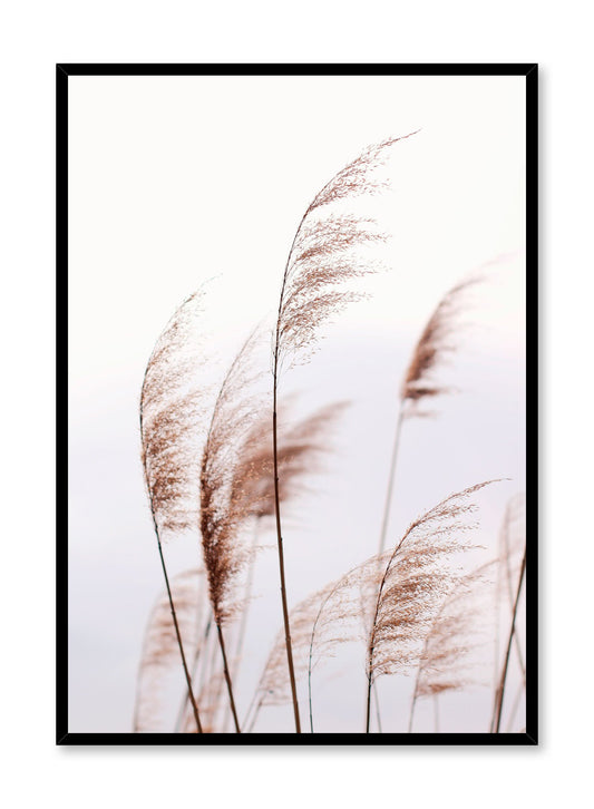 "Feathery Grasses" is a botanical photography poster by Opposite Wall of tall and feathery brown grasses over a grey sky.