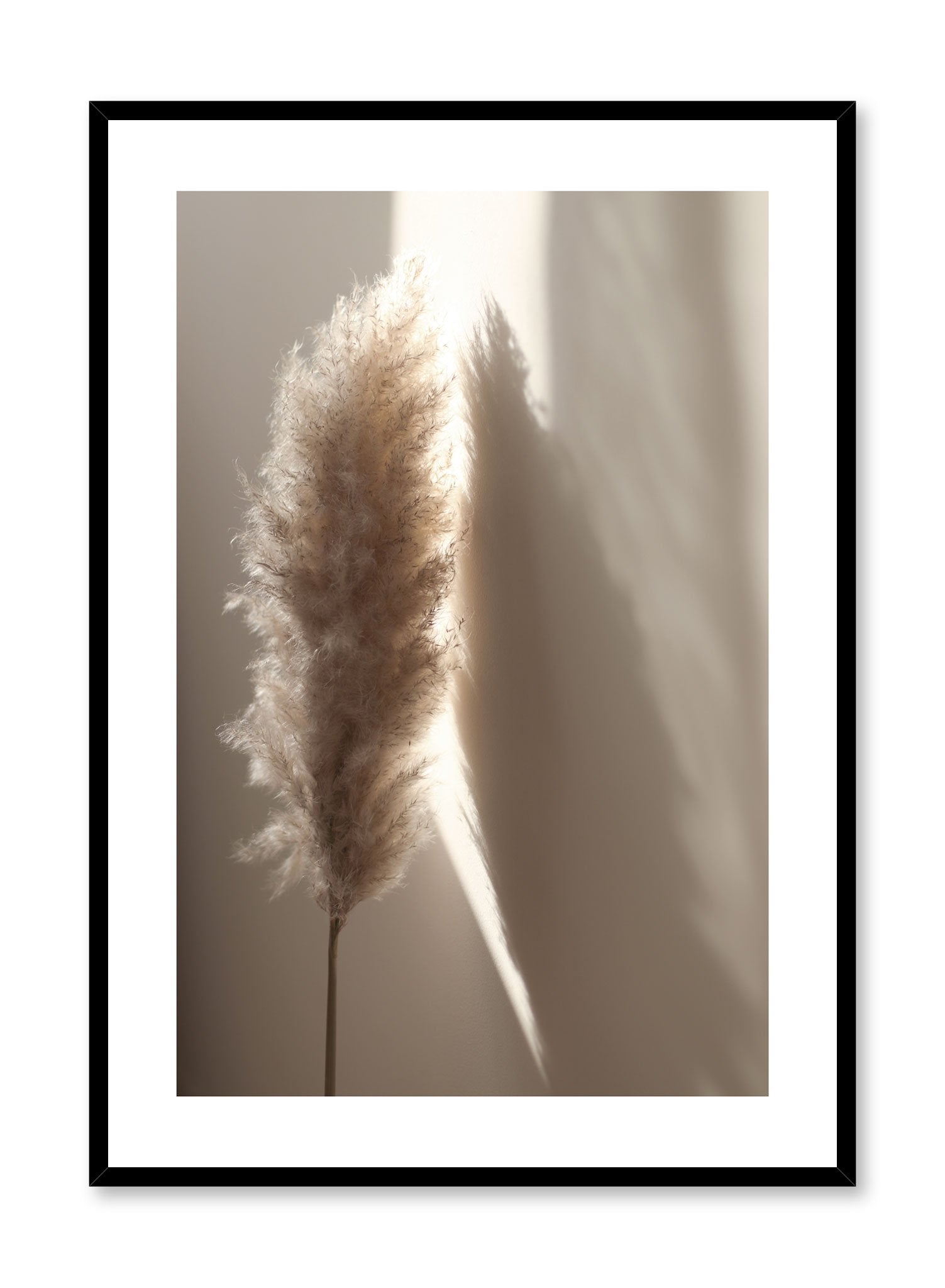 "Sunlit Pampas" is a botanical photography poster by Opposite Wall of a single fluffy sunlit beige pampas over a beige wall.