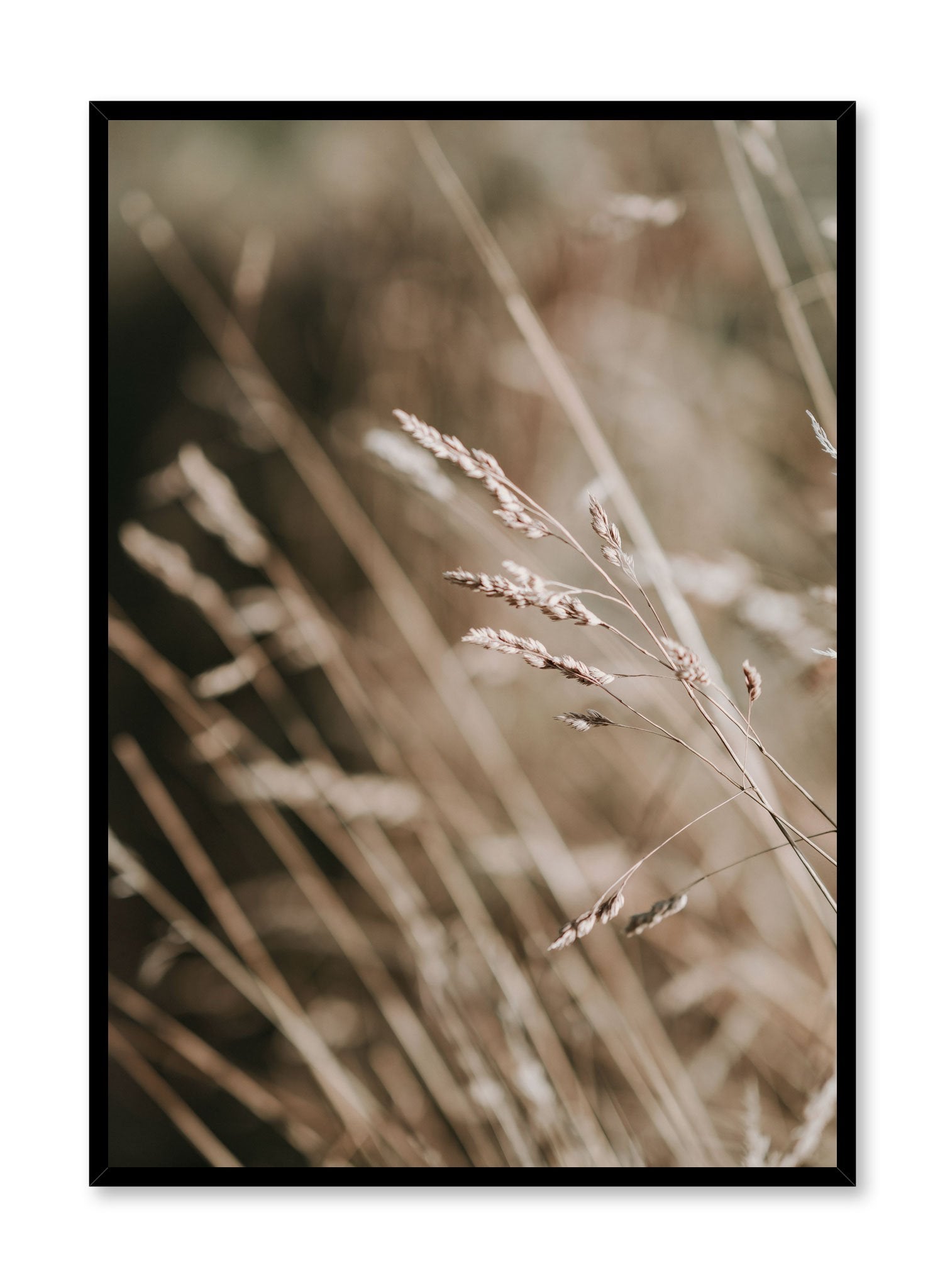 "Golden Grasses" is a botanical photography poster by Opposite Wall of golden tall grasses swaying in the prairie.