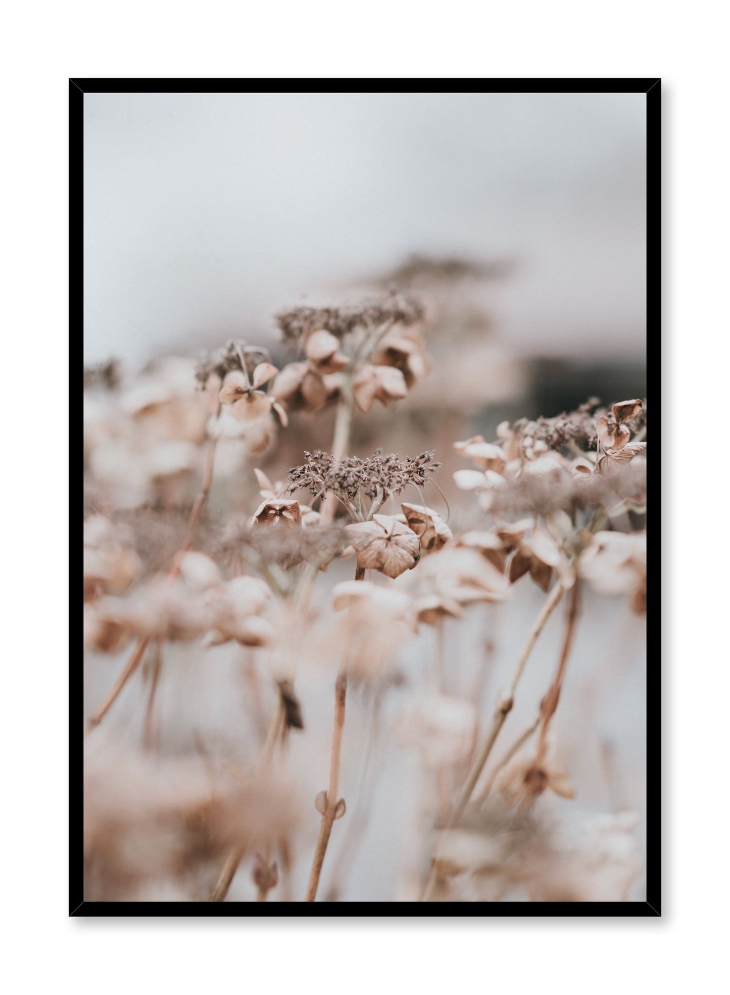 "Autumn Bloom" is a botanical photography poster by Opposite Wall of close-up brown autumn flowers.