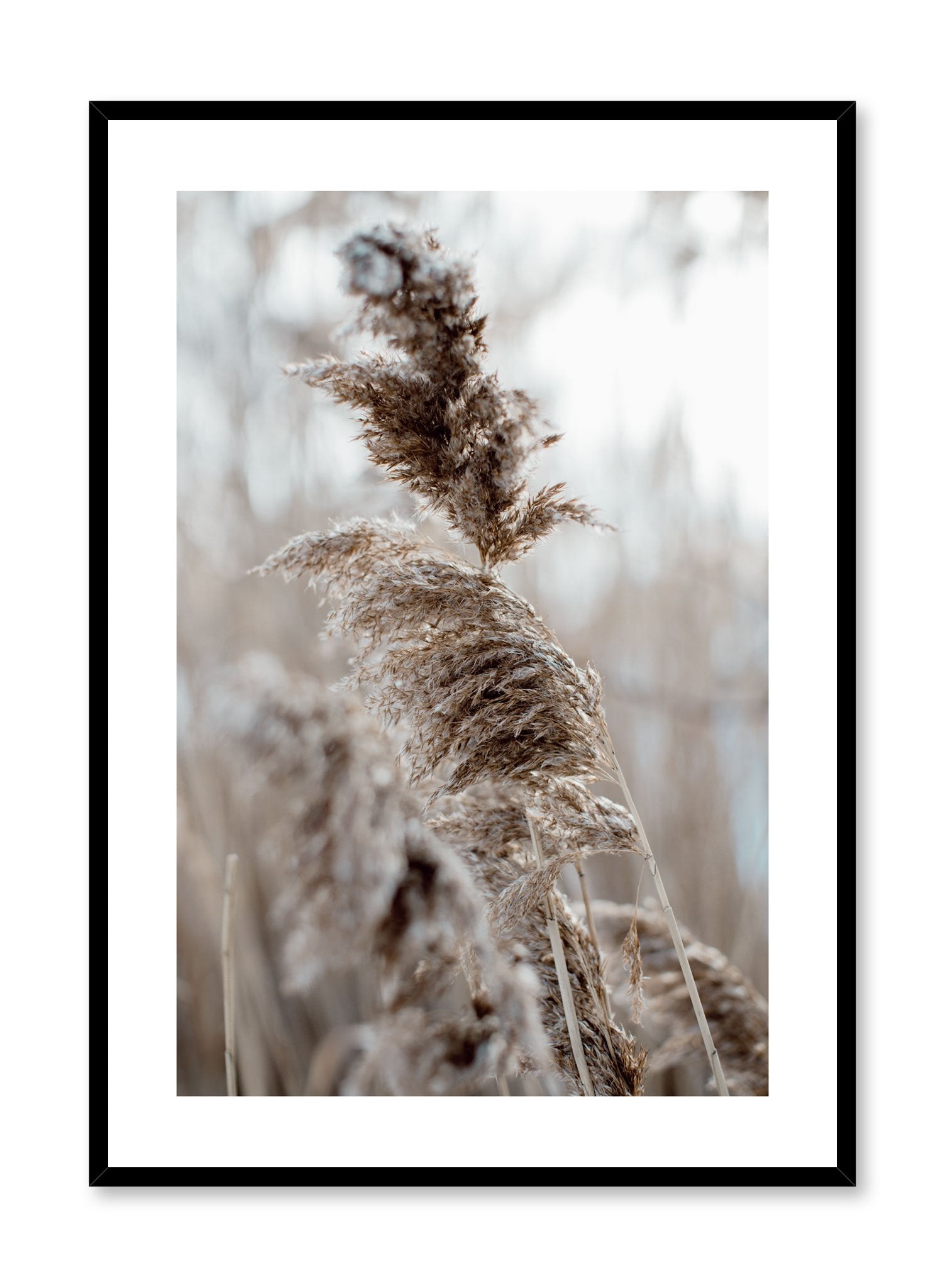 "Wintry Plumes" is a botanical photography poster by Opposite Wall of fluffy pampas grasses in a cold climate setting.