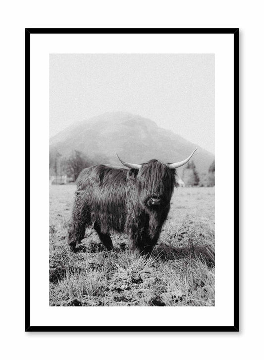 Highland Cow' is a black & white animal photography poster by Opposite Wall of a friendly looking Highland cow standing in front of a beautiful mountain landscape in Ireland.